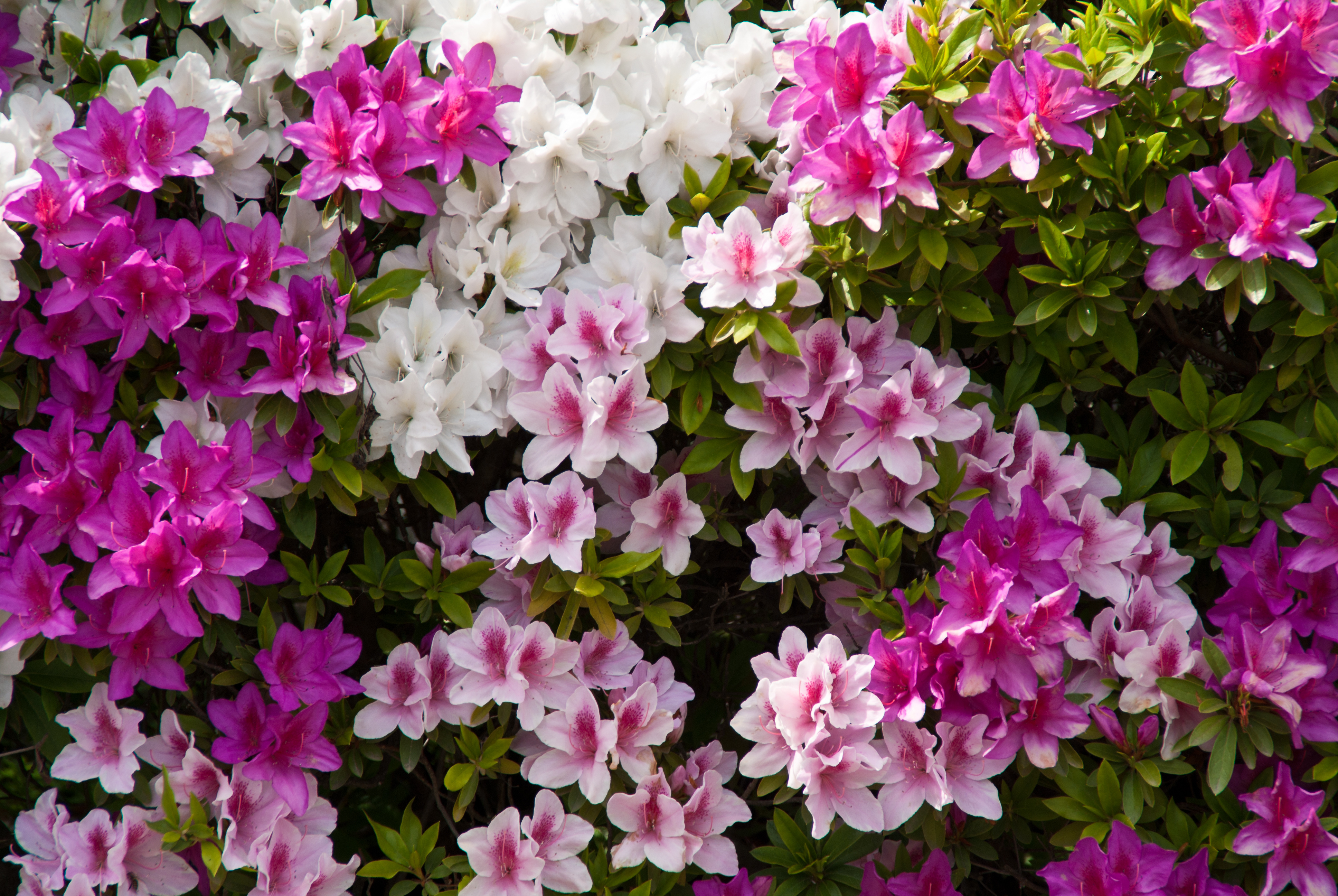 How One Couple's Love Story Bloomed into a 1,700 Azalea Wonderland-2