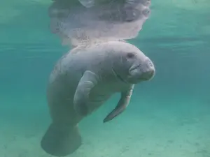 How One Woman Risked Her Life to Keep a Manatee Alive