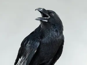 Man Befriends a Quirky Crow in the City