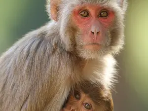 Married Dad Sentenced for Buying Monkey Abuse Videos