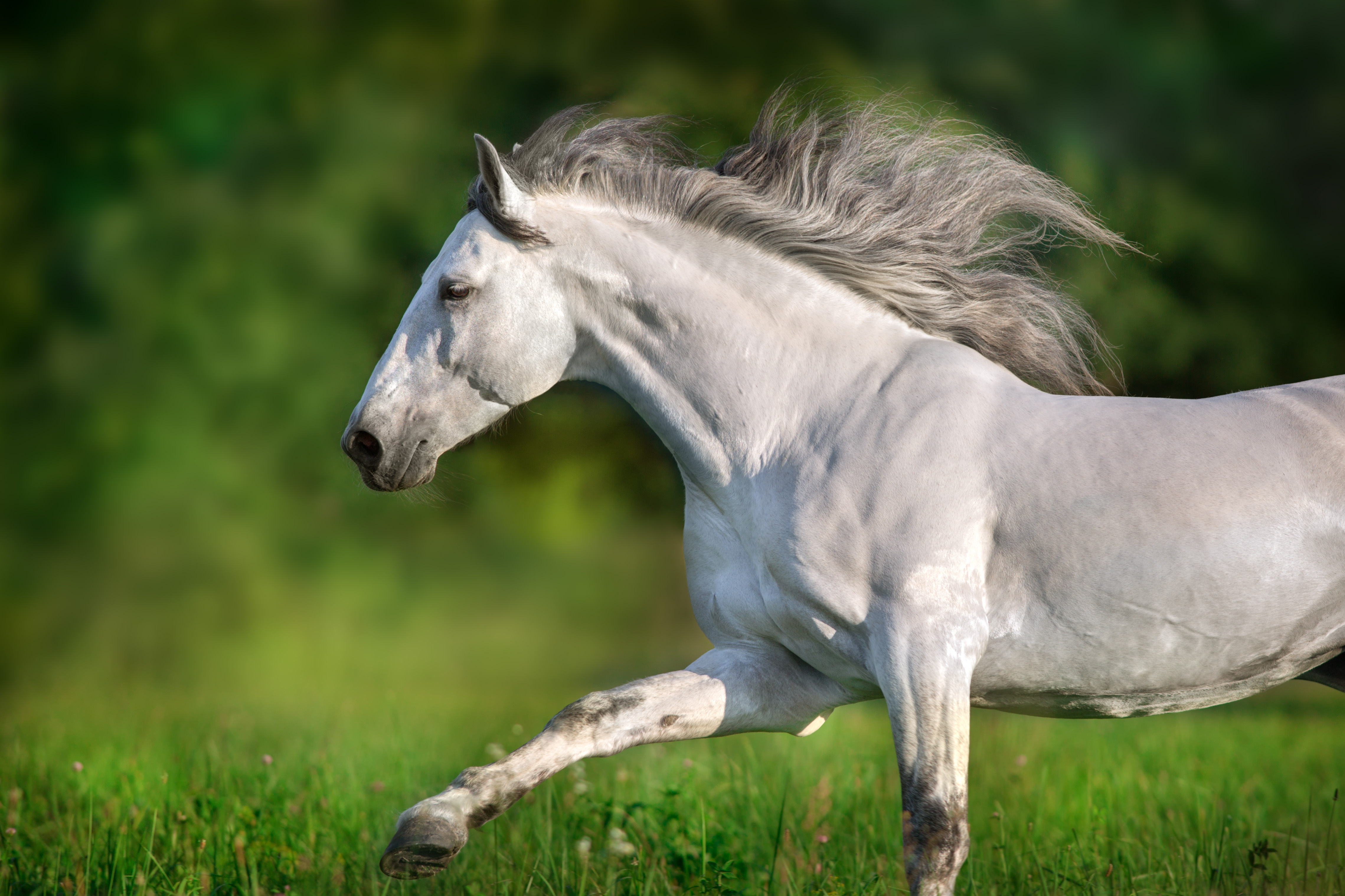 Meet the Horse Breeds That Dazzled Kings and Conquered Wild Frontiers-1