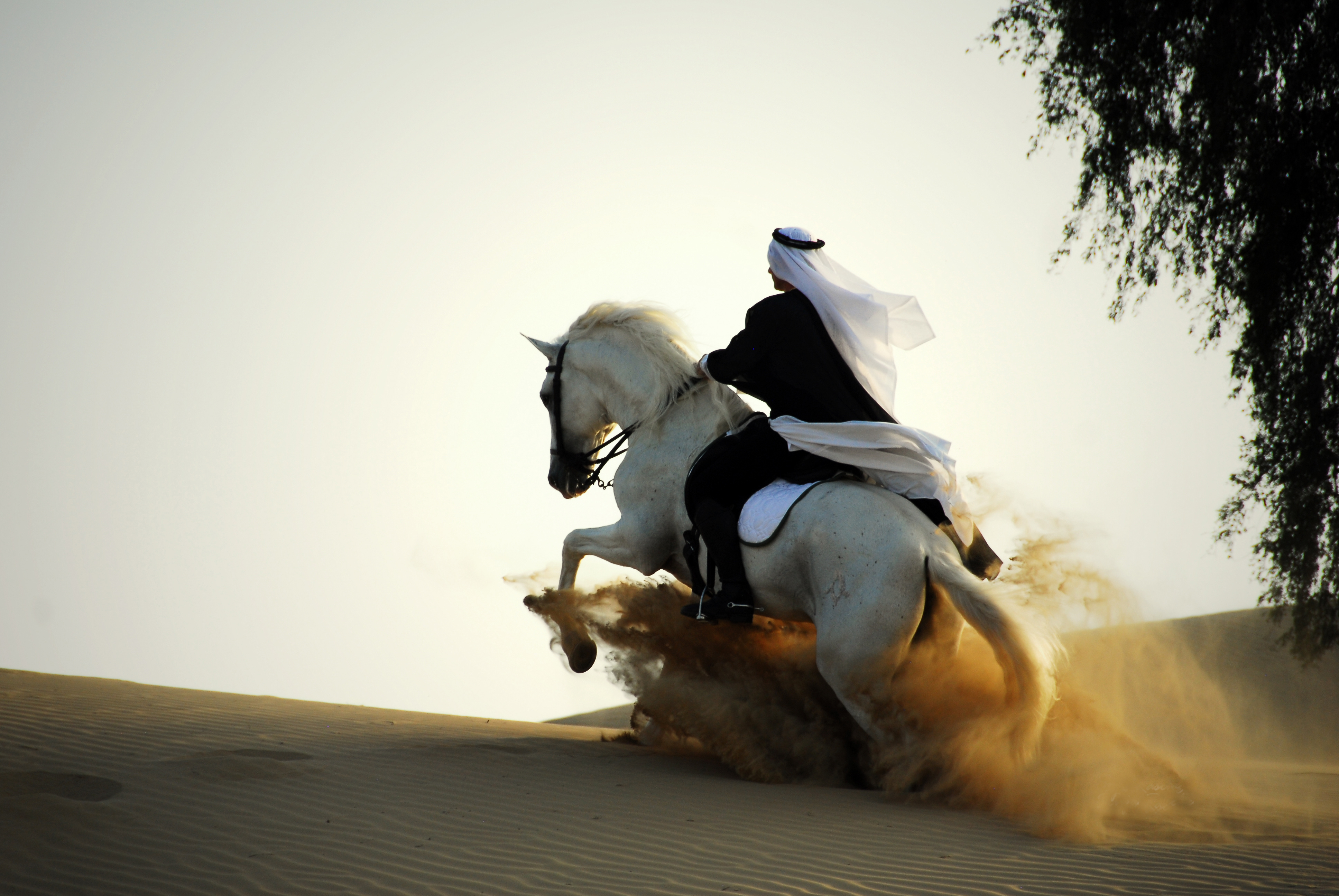 Meet the Horse Breeds That Dazzled Kings and Conquered Wild Frontiers-3