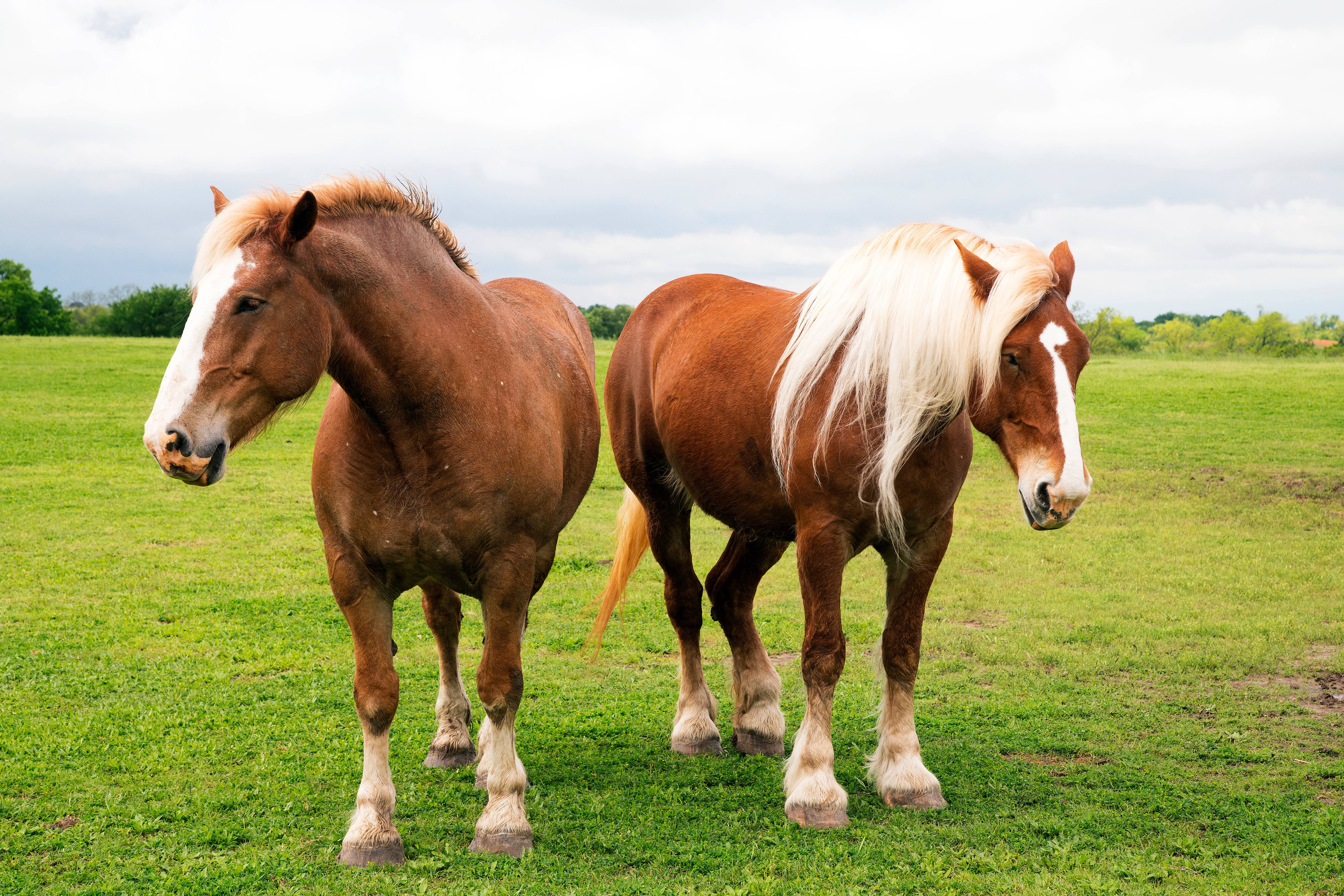 Meet the Horse Breeds That Dazzled Kings and Conquered Wild Frontiers-4