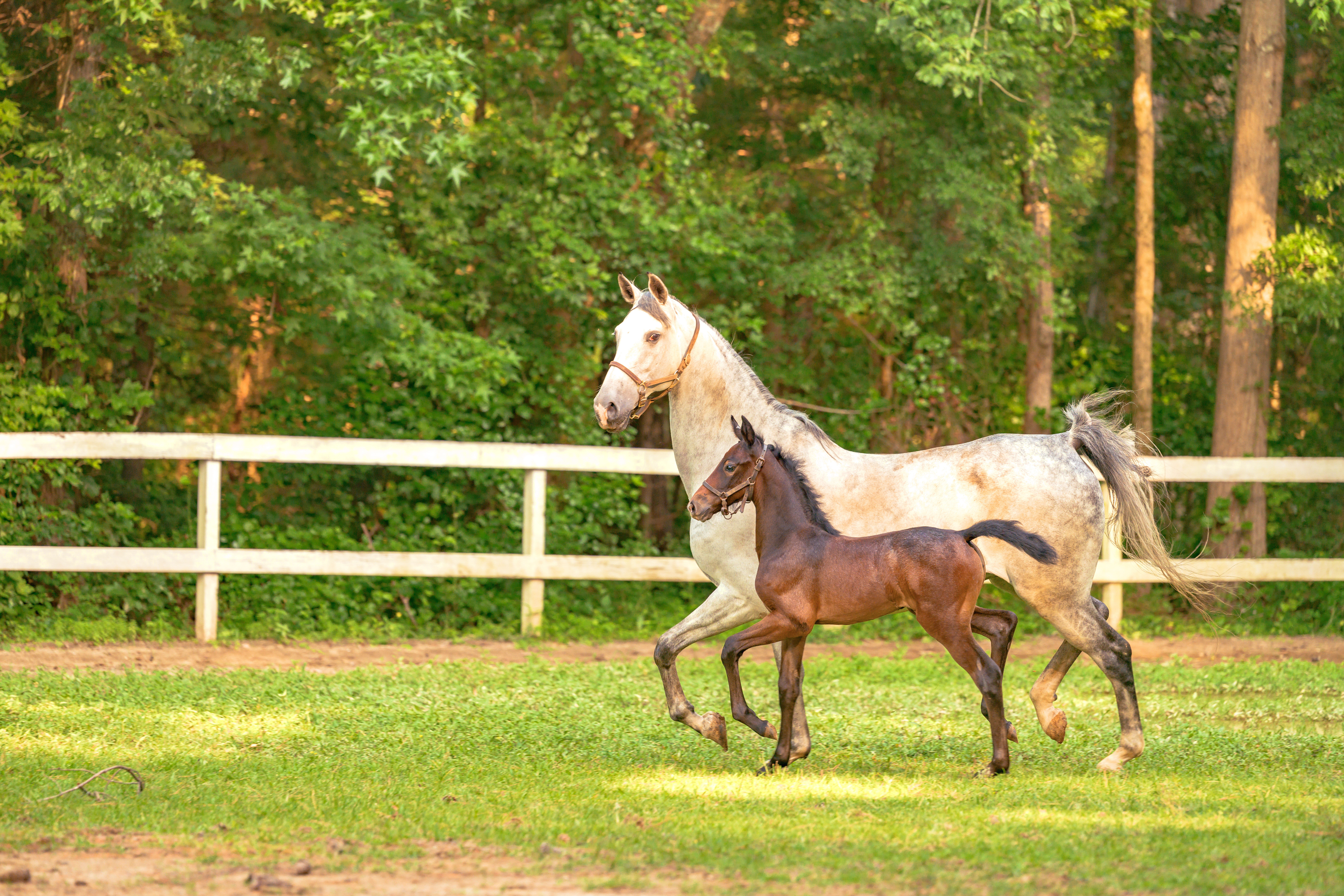 Meet the Horse Breeds That Dazzled Kings and Conquered Wild Frontiers-5