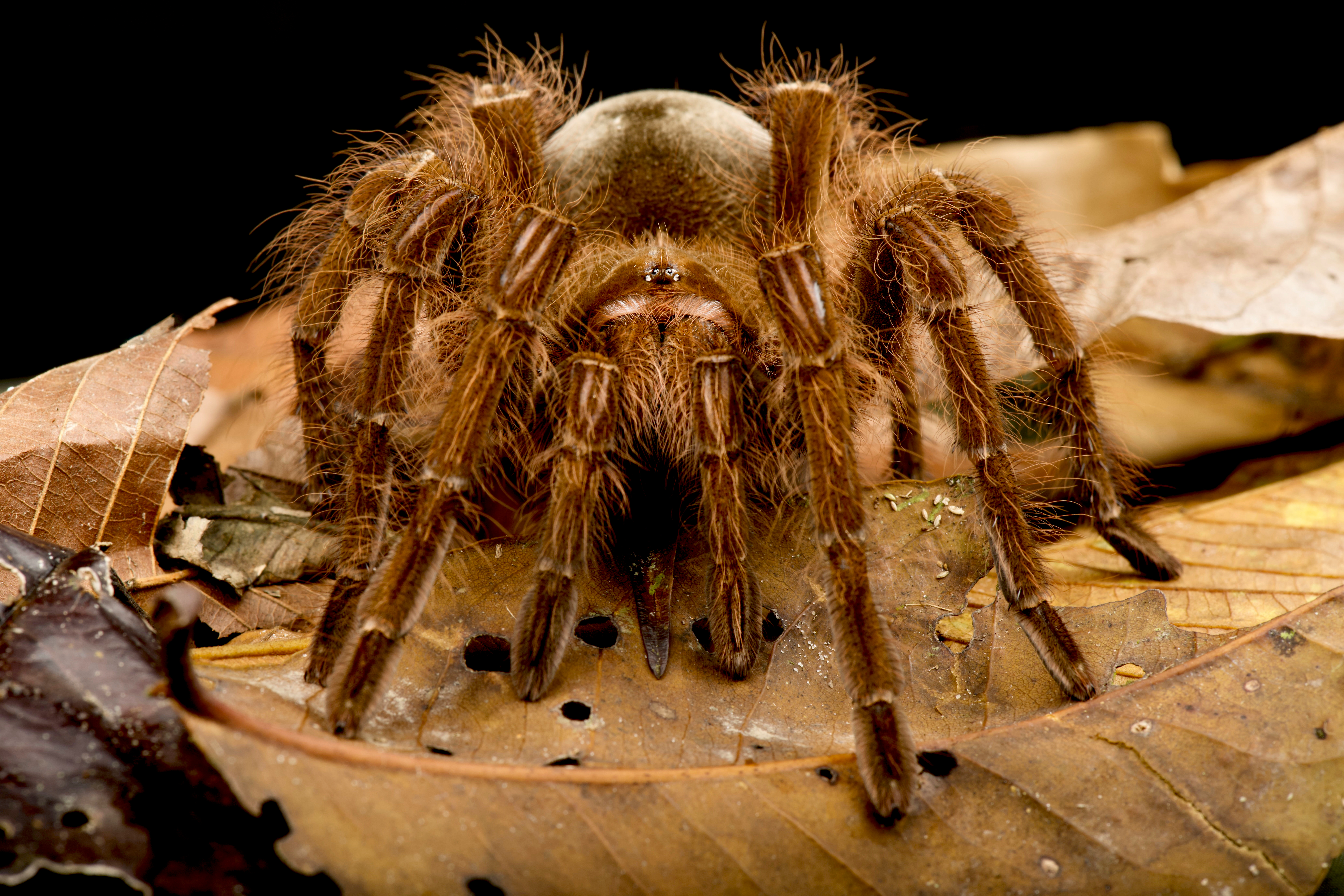 Biggest spiders in the world-1