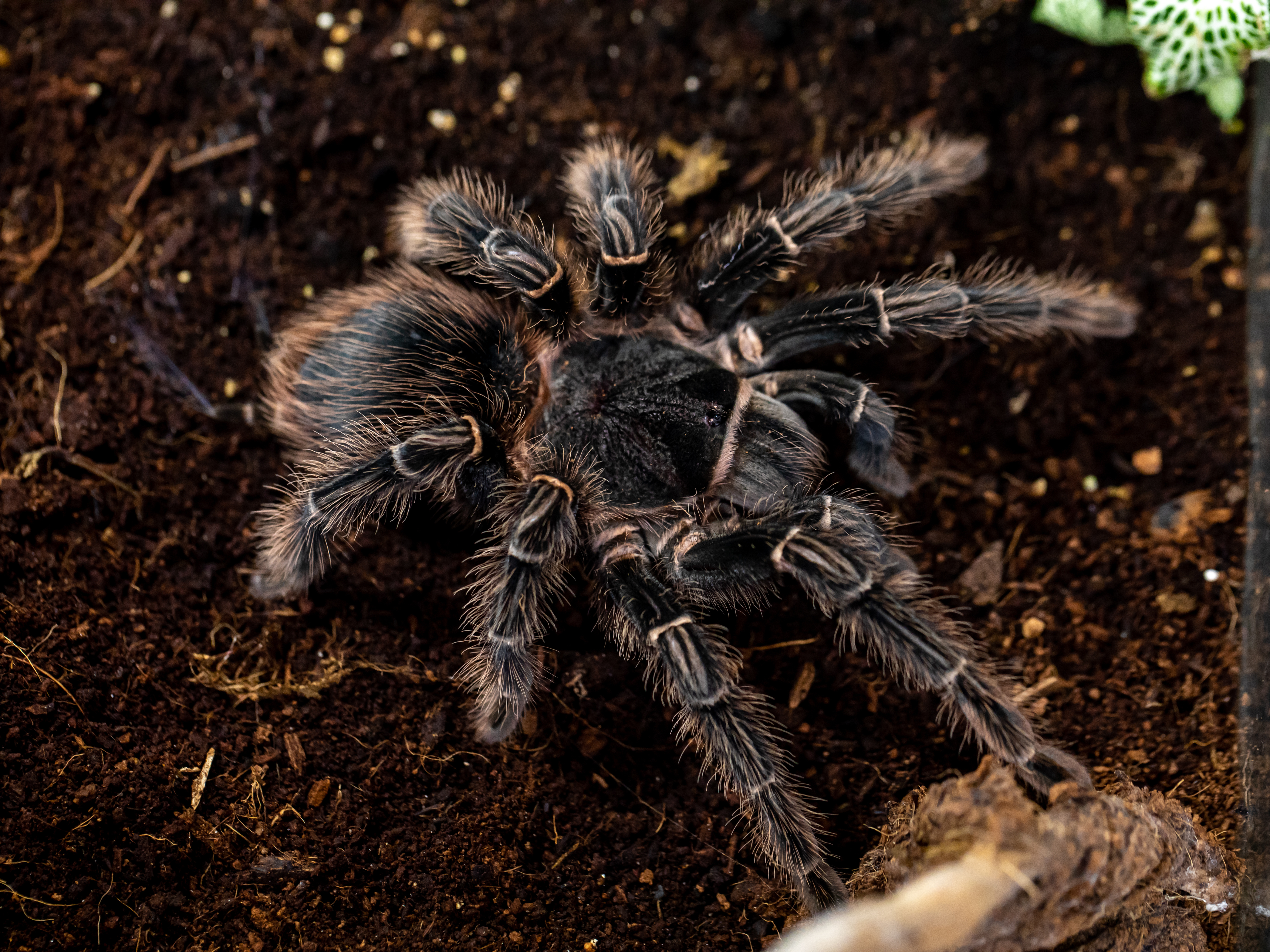 Biggest spiders in the world-3