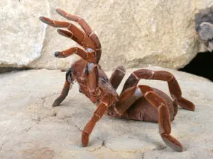The World's Biggest Spiders