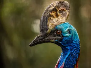 Mother and Son Flee From the World's Most Dangerous Bird - and It's Caught on Video