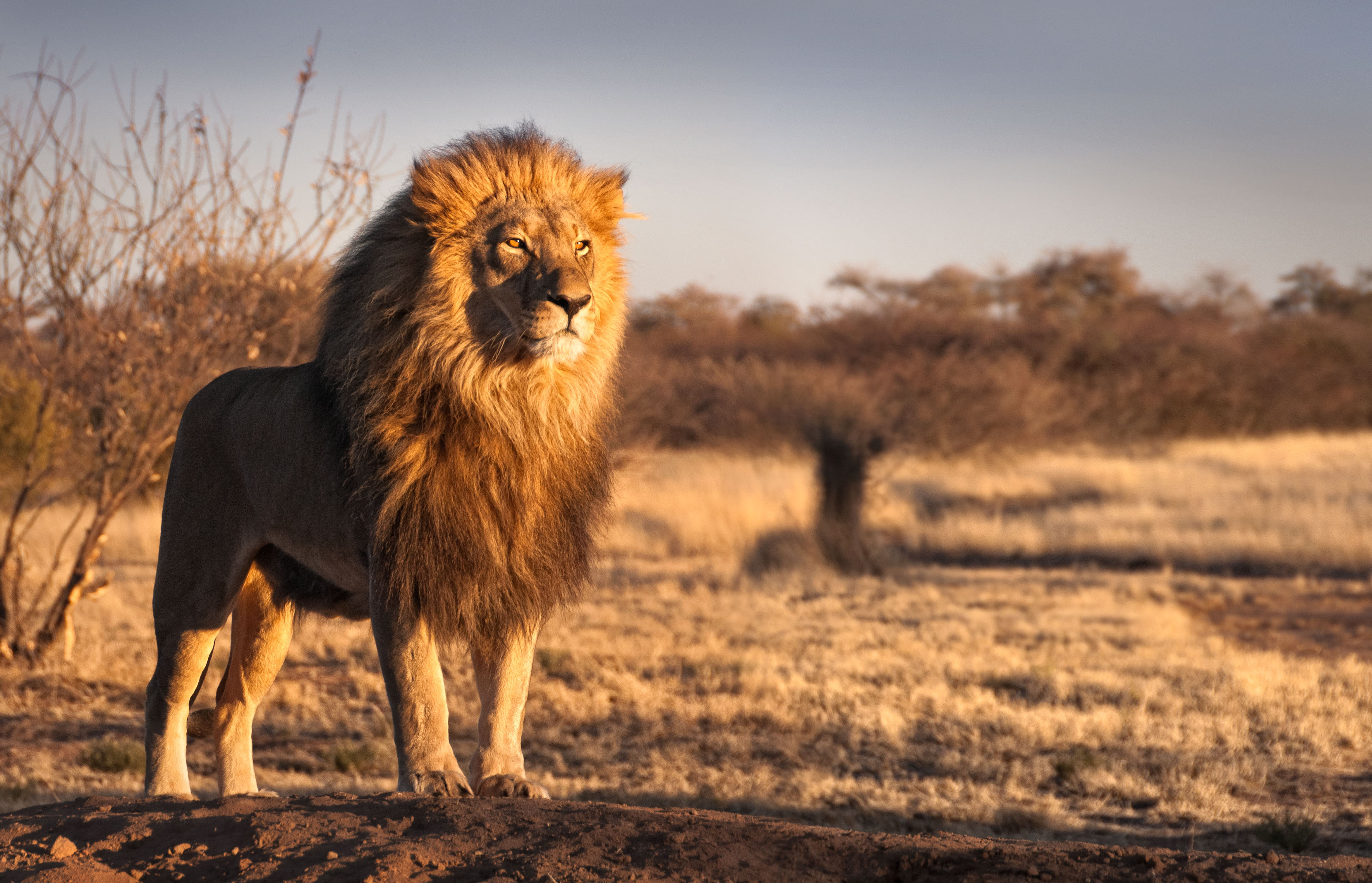 Nature's 8 Deadliest Mammals-2