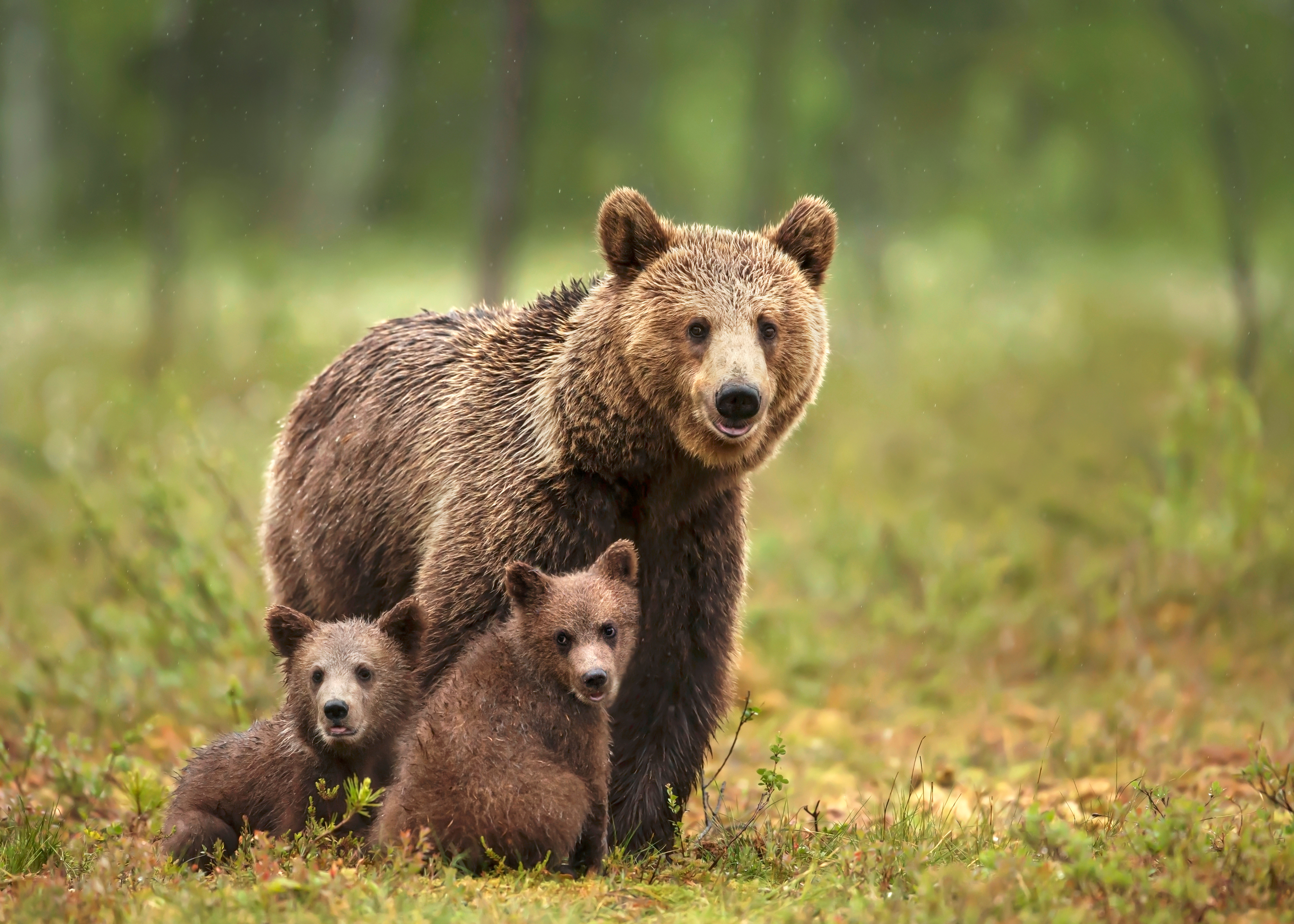 Nature's 8 Deadliest Mammals-3