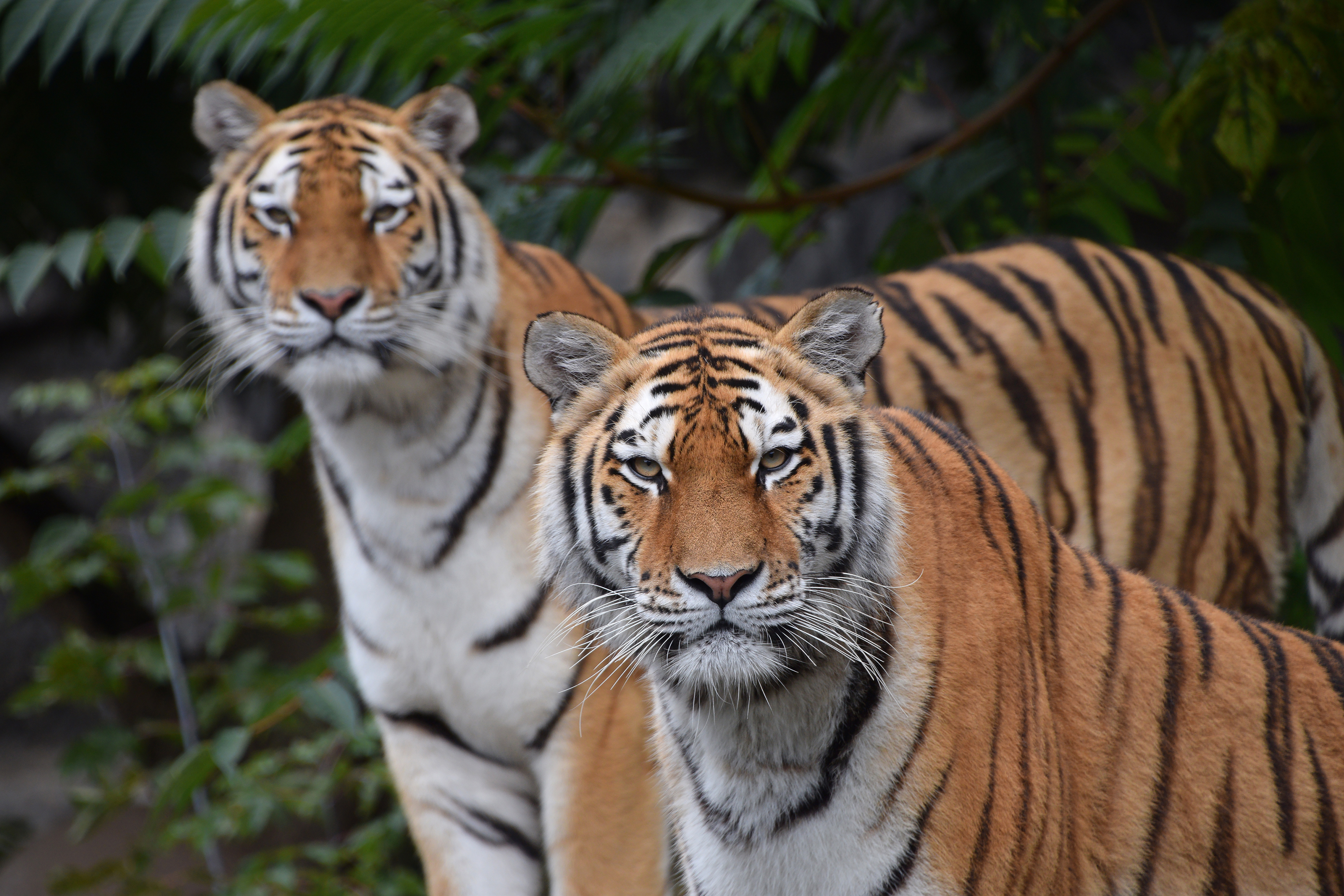 Nature's 8 Deadliest Mammals-4