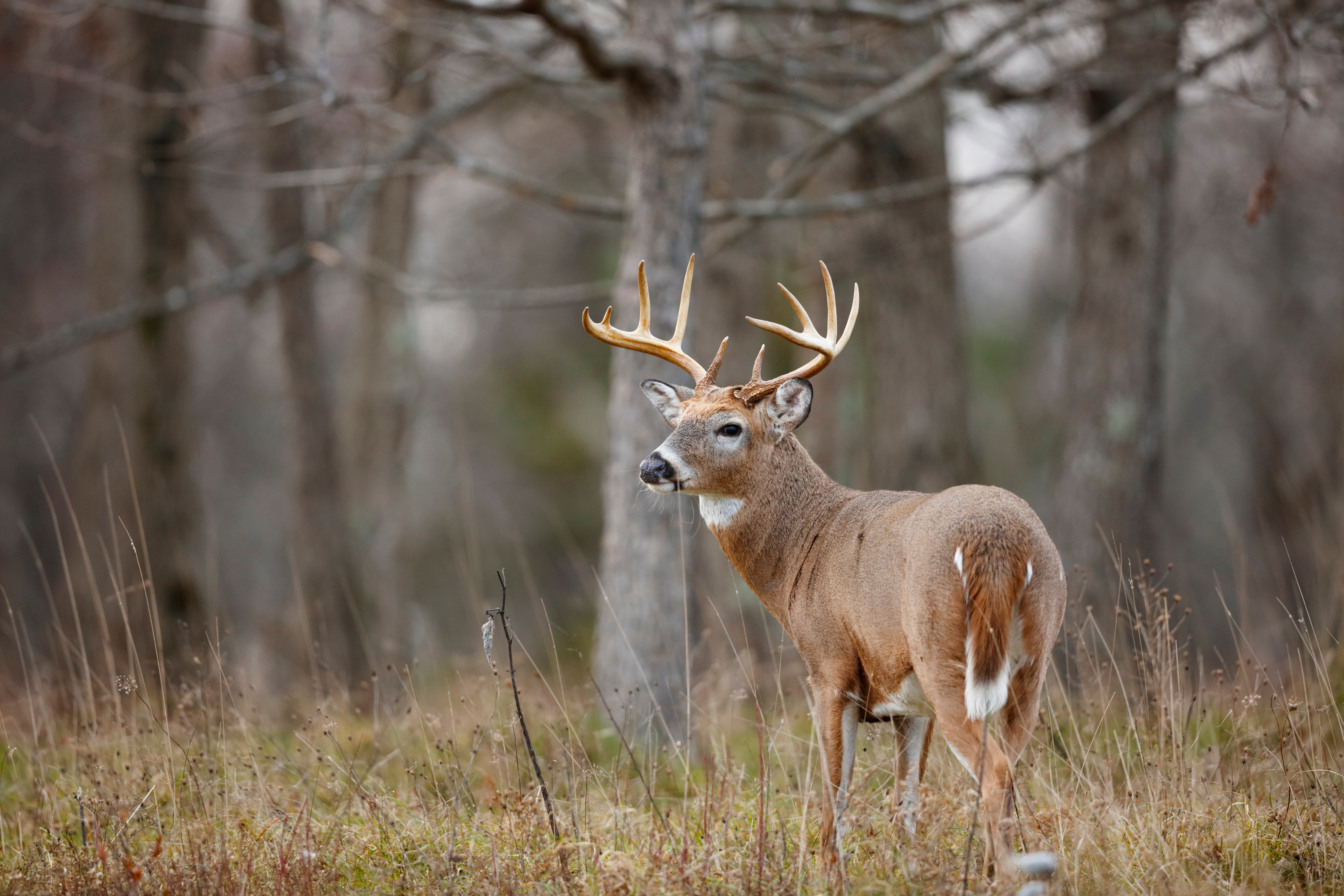 Nature's 8 Deadliest Mammals-6