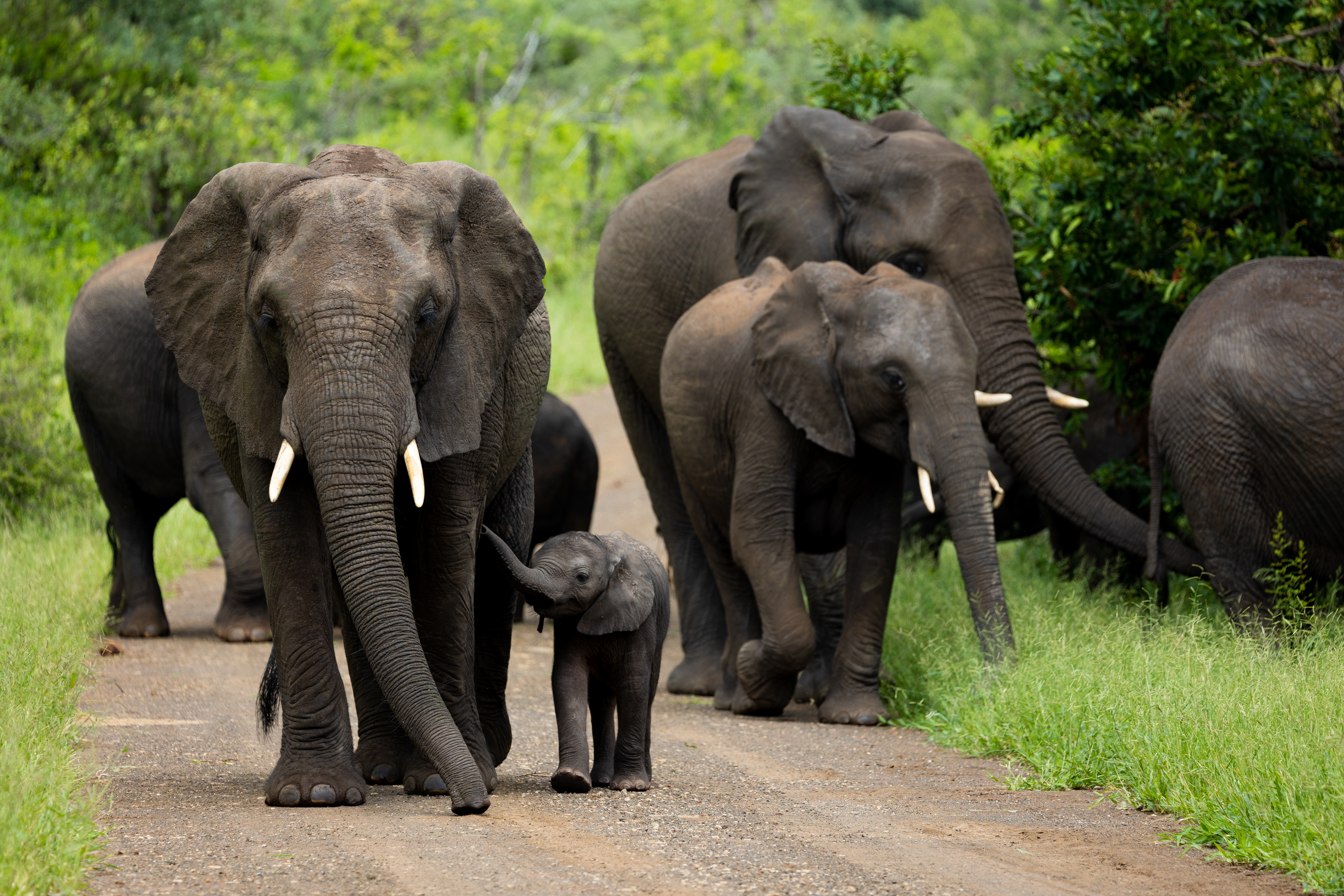 Nature's 8 Deadliest Mammals-7
