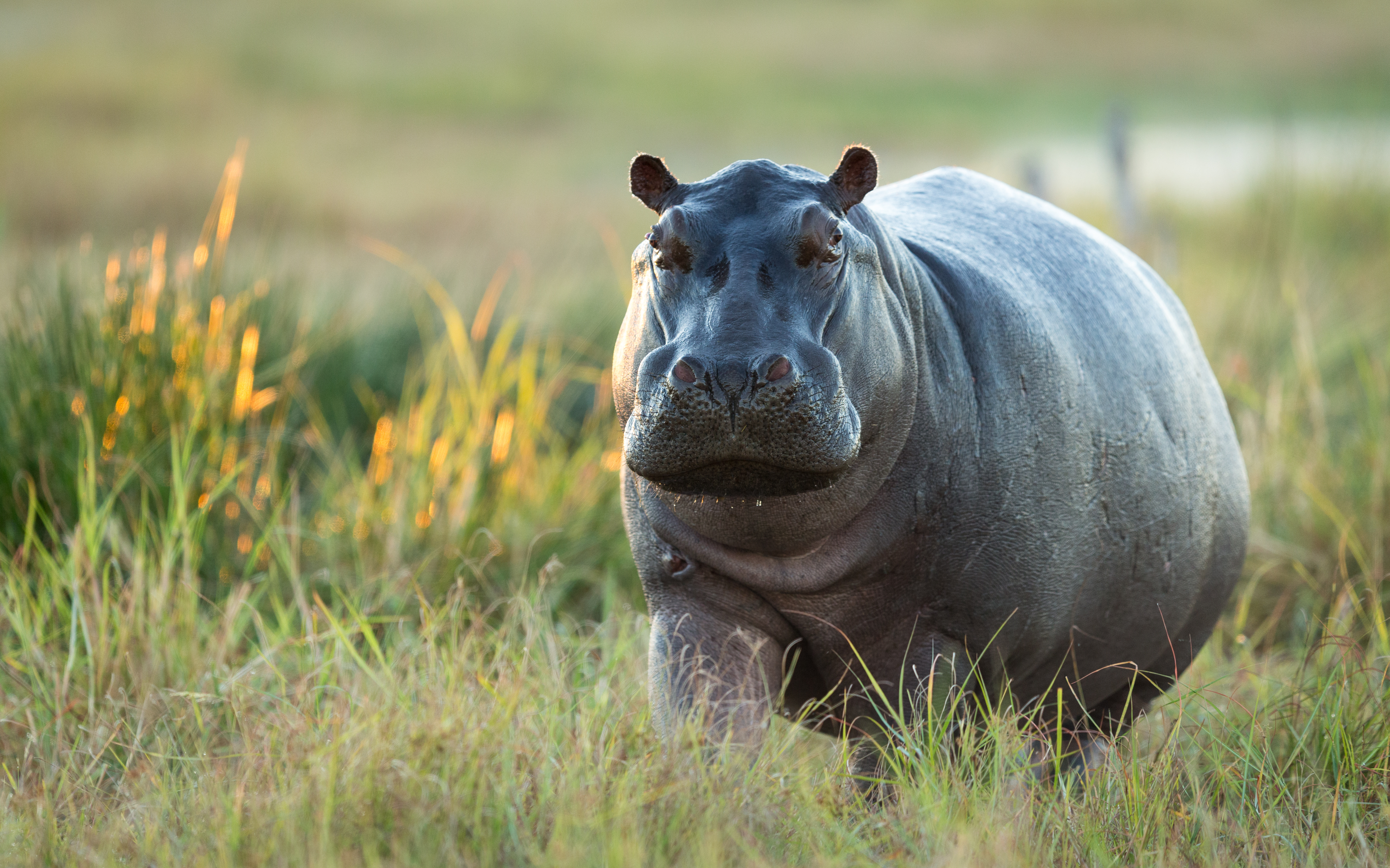 Nature's 8 Deadliest Mammals-8