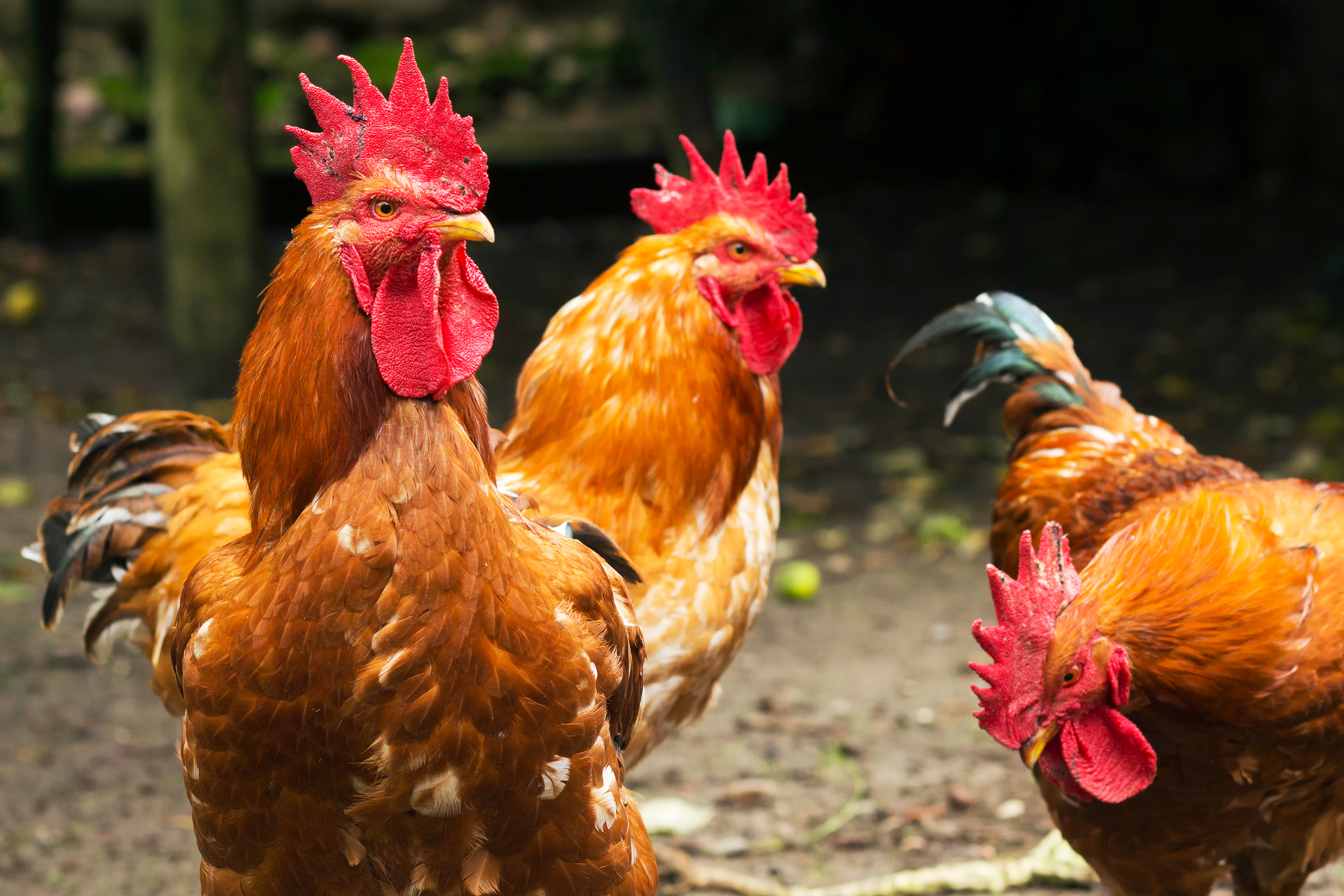 Over 200 Roosters Seized in Southern California Cockfighting Bust-2