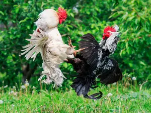 Over 200 Roosters Seized in Southern California Cockfighting Bust