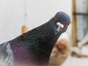 Pigeon Drop Scams: Don't Get Caught in This Classic Con