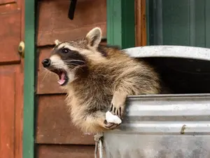 Raccoon Rampage Ends in Arrest