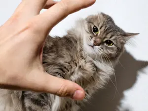 Serial Cat Killer? CA Man Accused of Slaughtering Neighborhood Pets