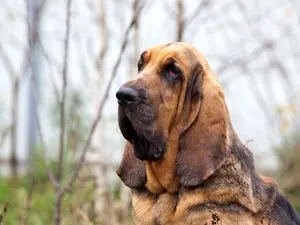 Service Dog Brutally Murdered in Kennel