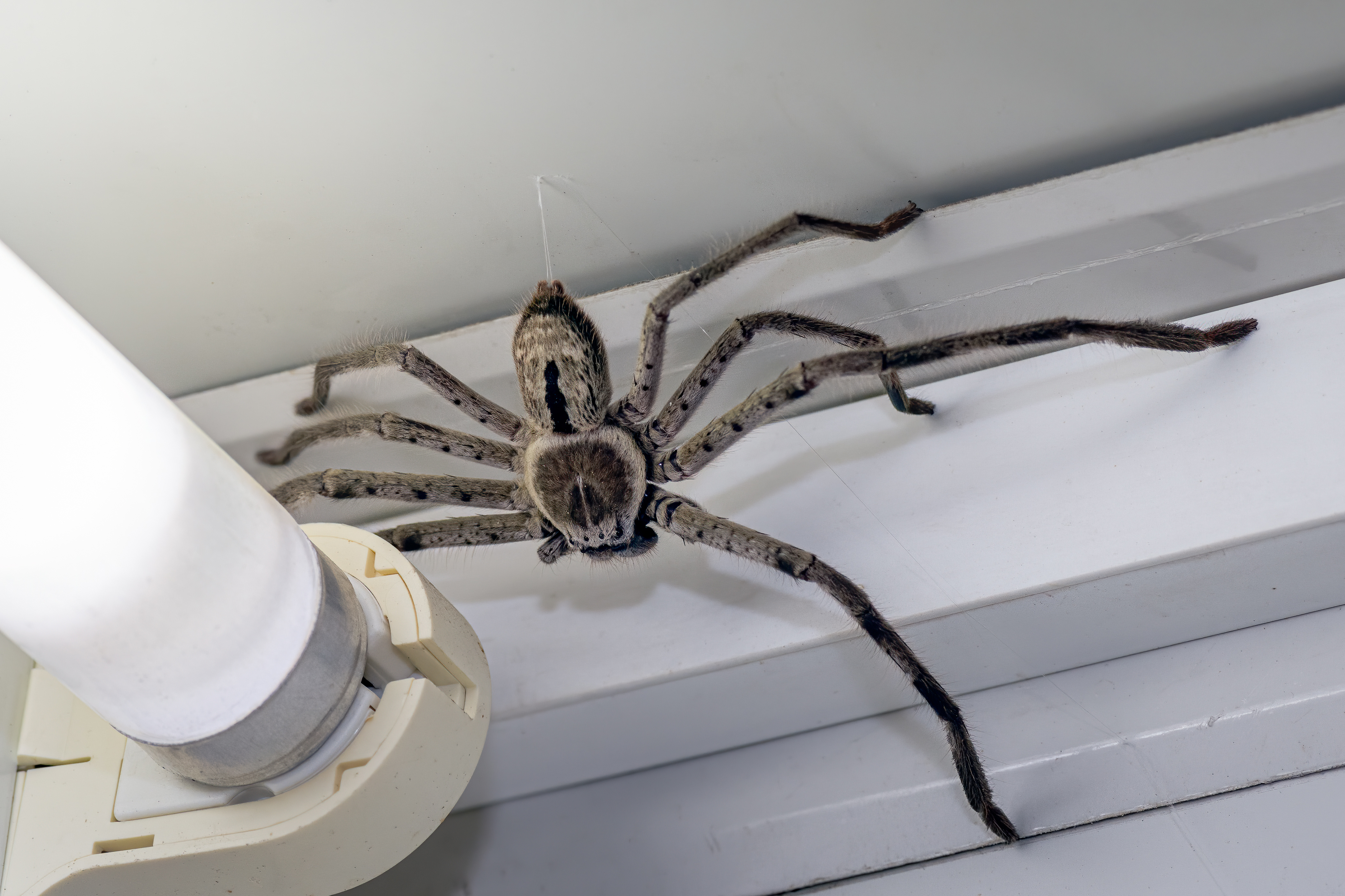 Biggest spiders in the world-2
