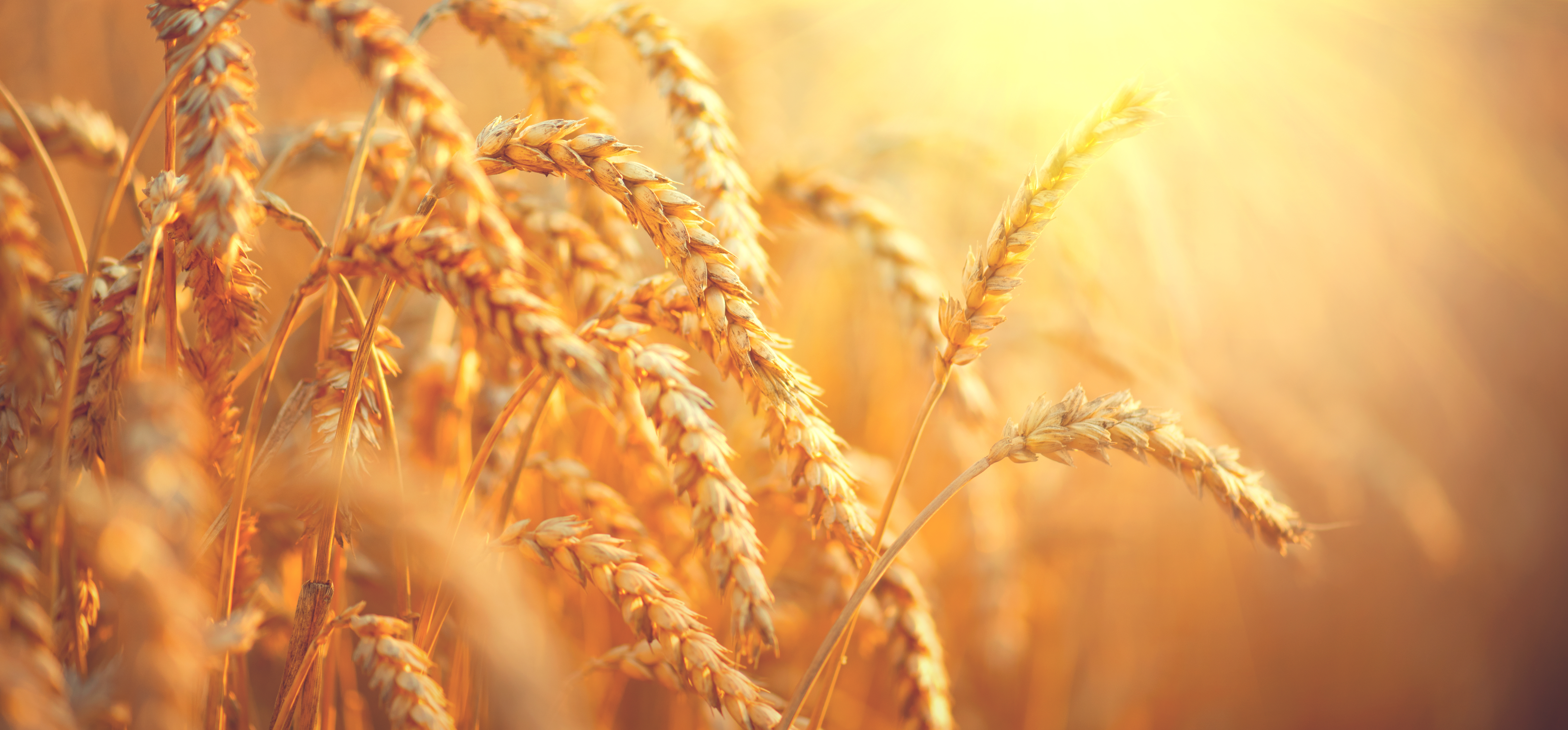 The Surprising Truth About the Gluten-Free Diet-2