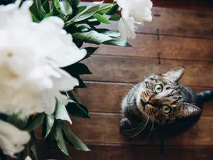 Stray Cat Crashes Wedding and Finds Fur-Ever Home