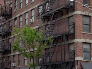 'Surrounded by Filth': 48 Dogs Rescued From NYC Apartment of Horror