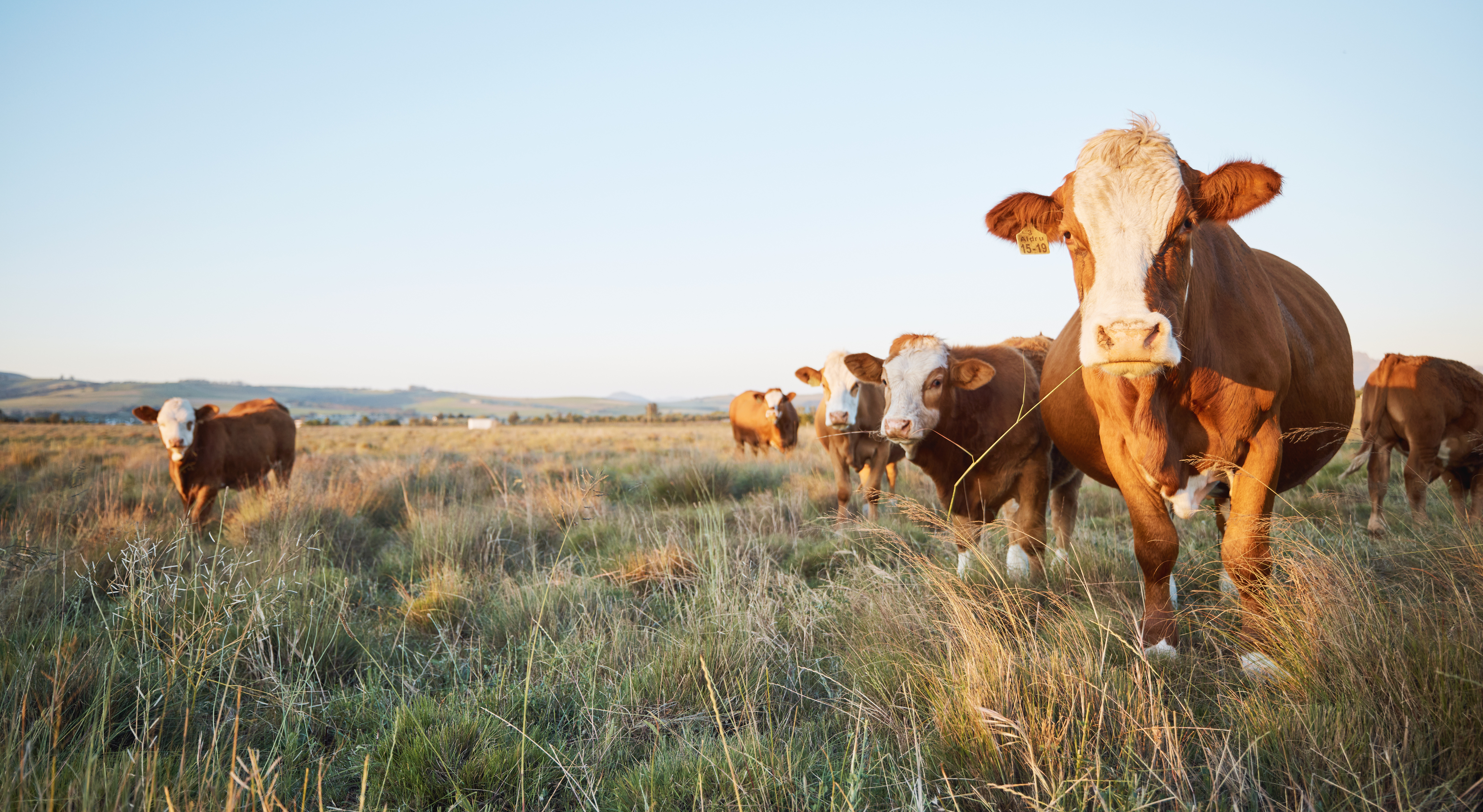 How 78,000 Ghost Cattle Duped Investors in a $100 Million Scandal-1
