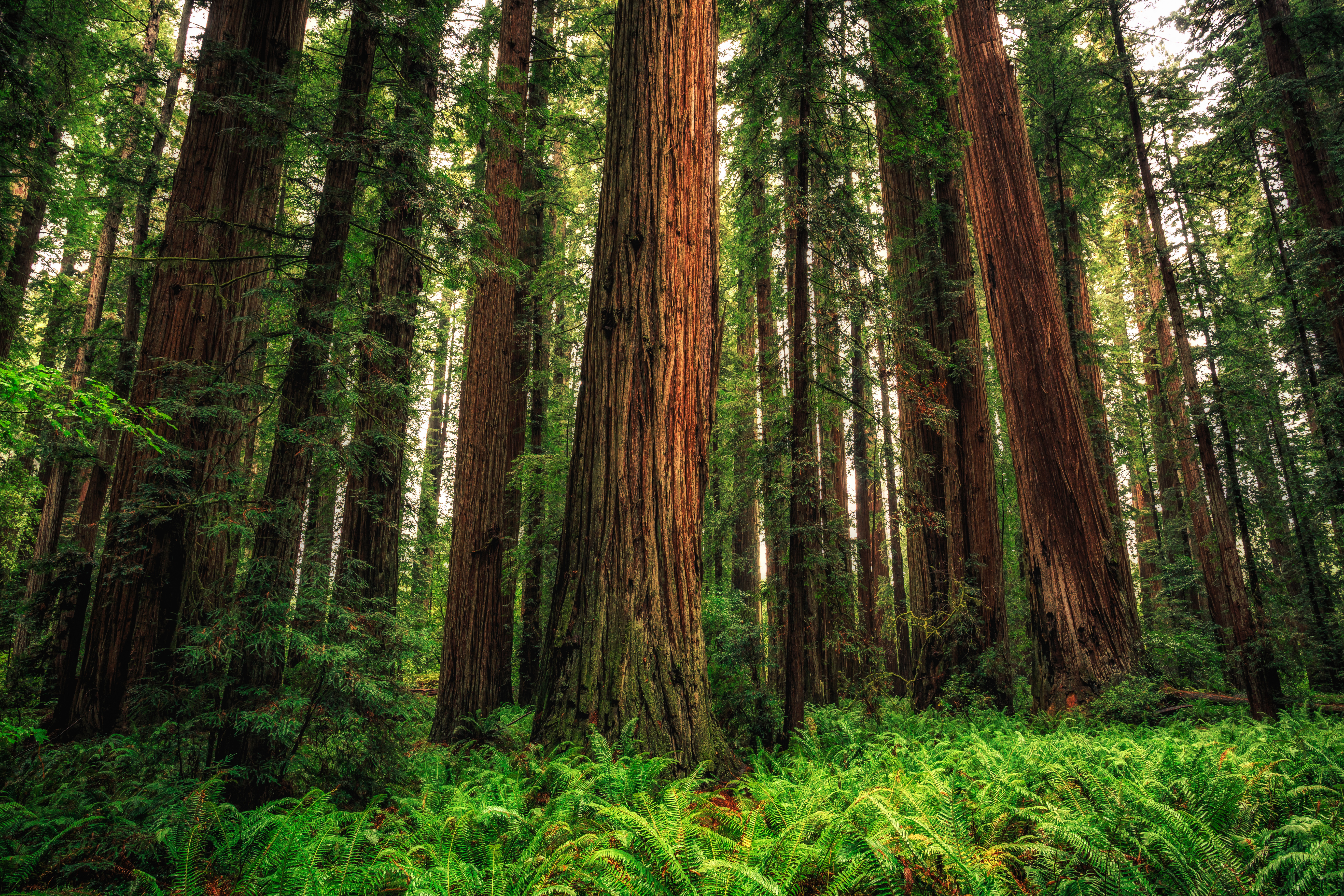 Reaching for the Clouds The Earth's Tallest Trees-1
