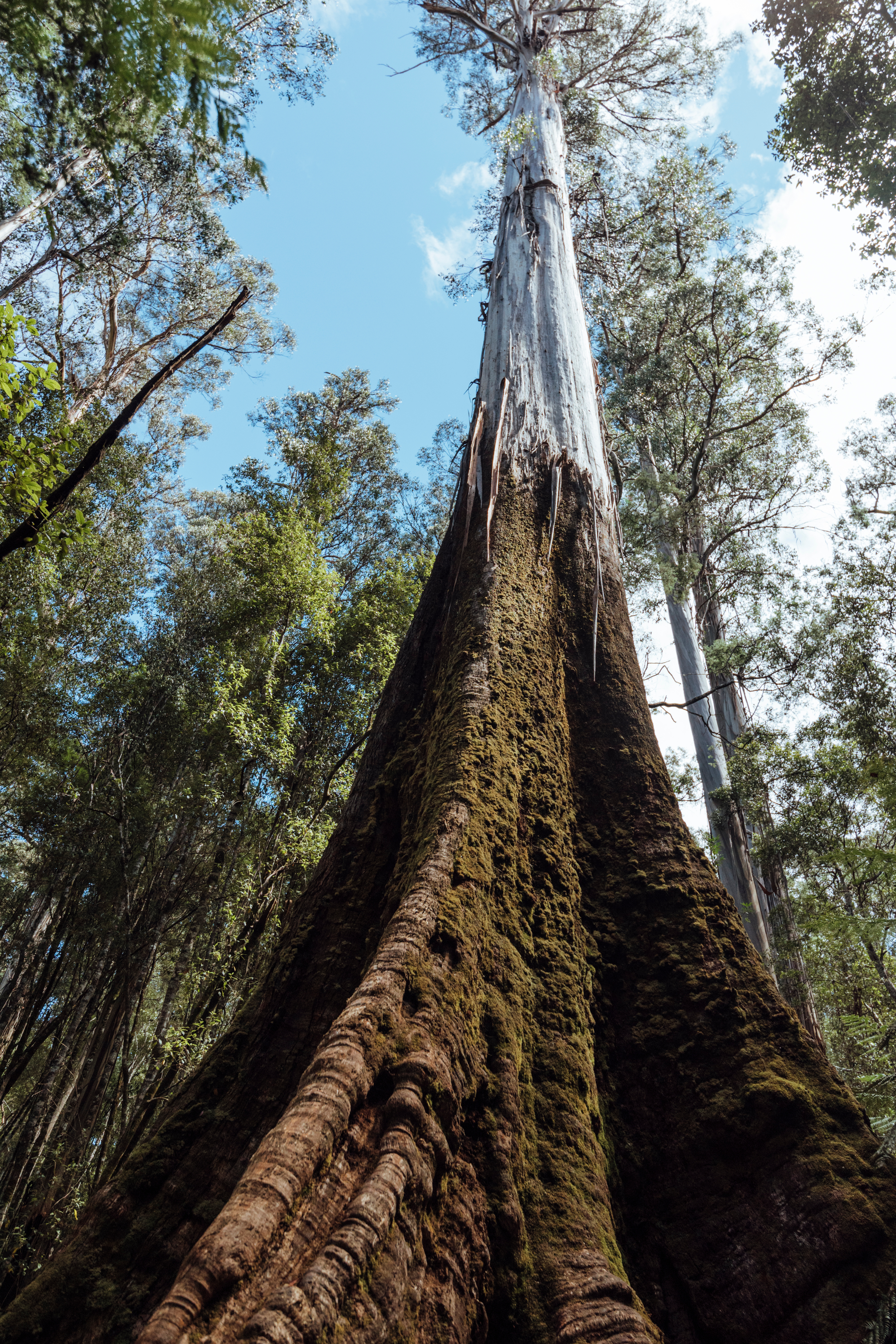 Reaching for the Clouds The Earth's Tallest Trees-3