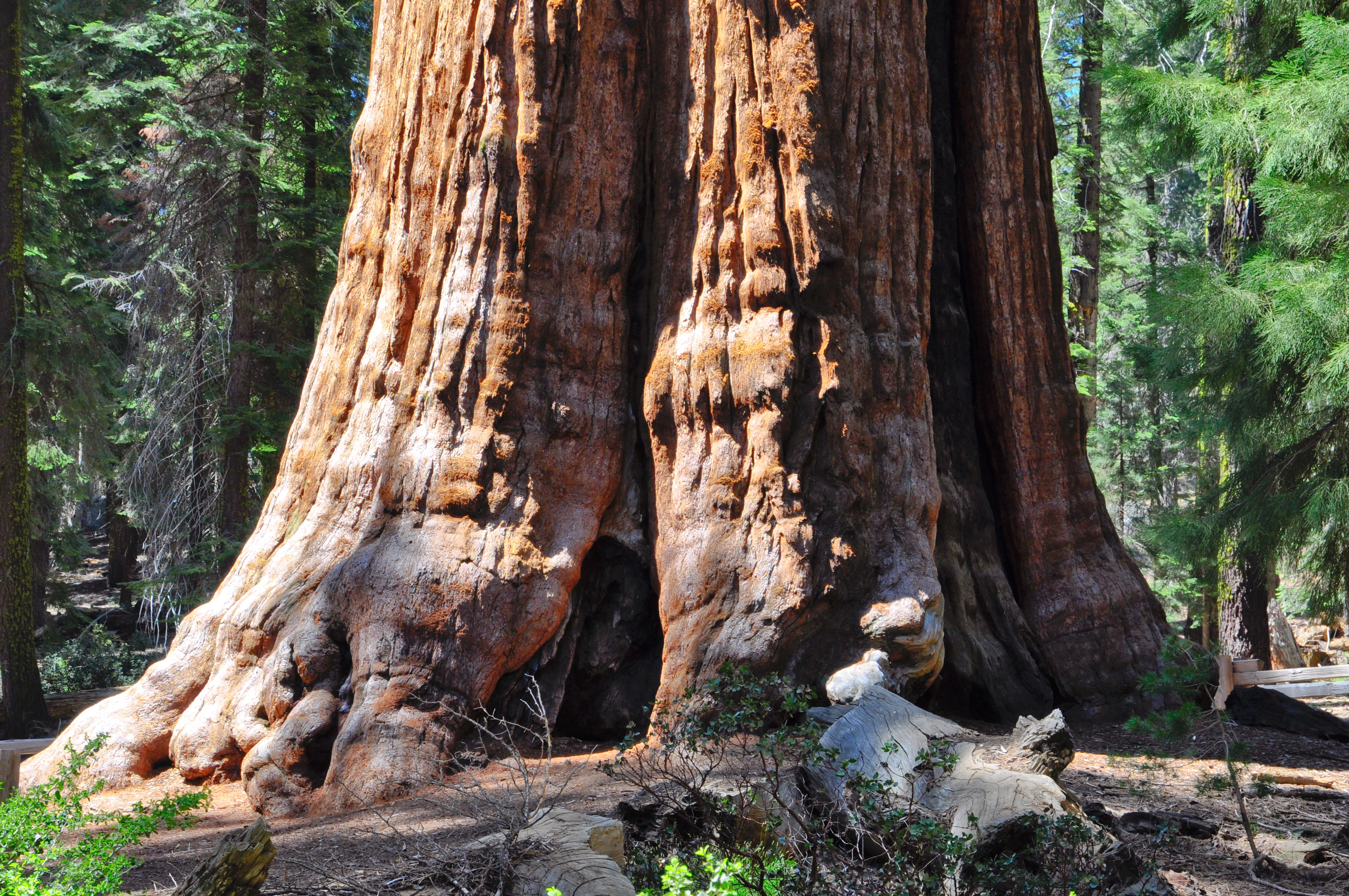 Reaching for the Clouds The Earth's Tallest Trees-2