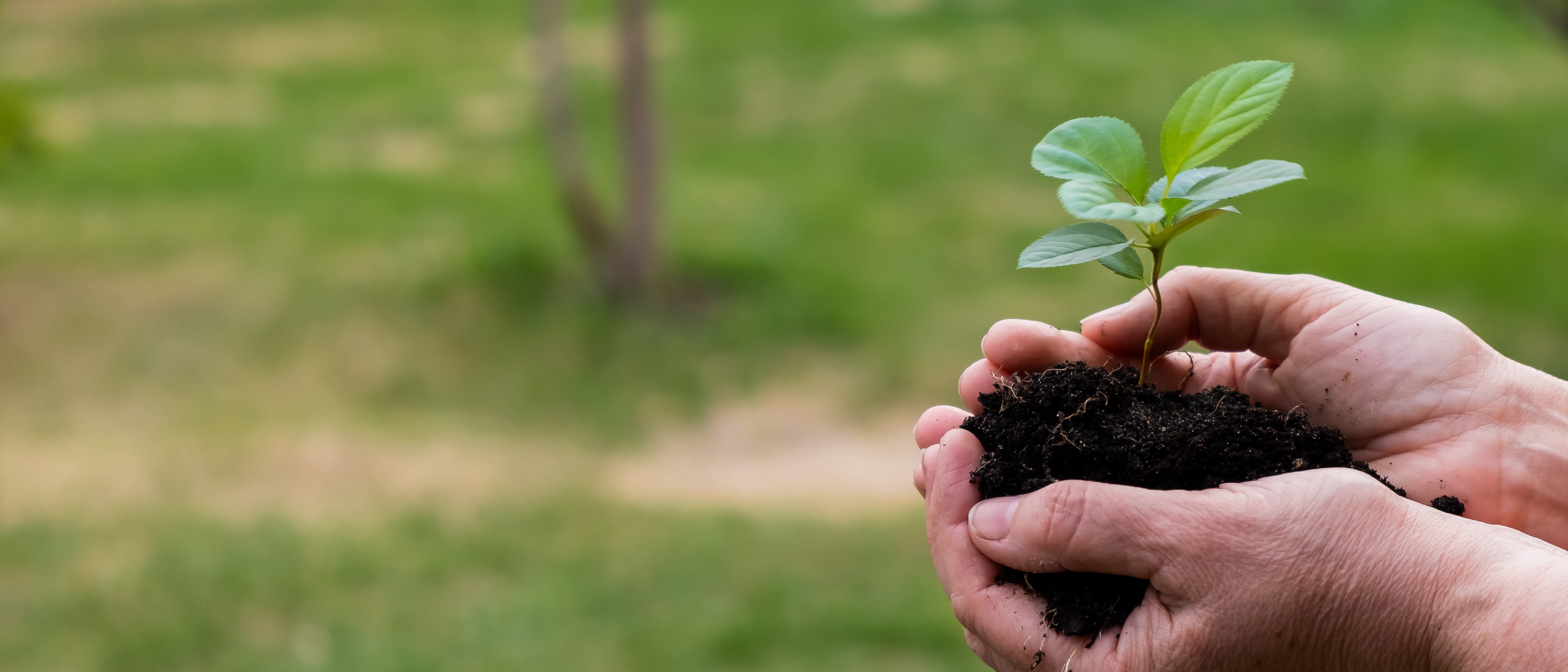 planting seeds