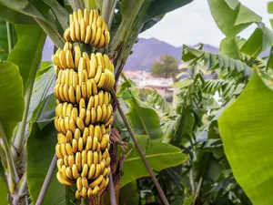 The Rise and Fall of the Gros Michel Banana