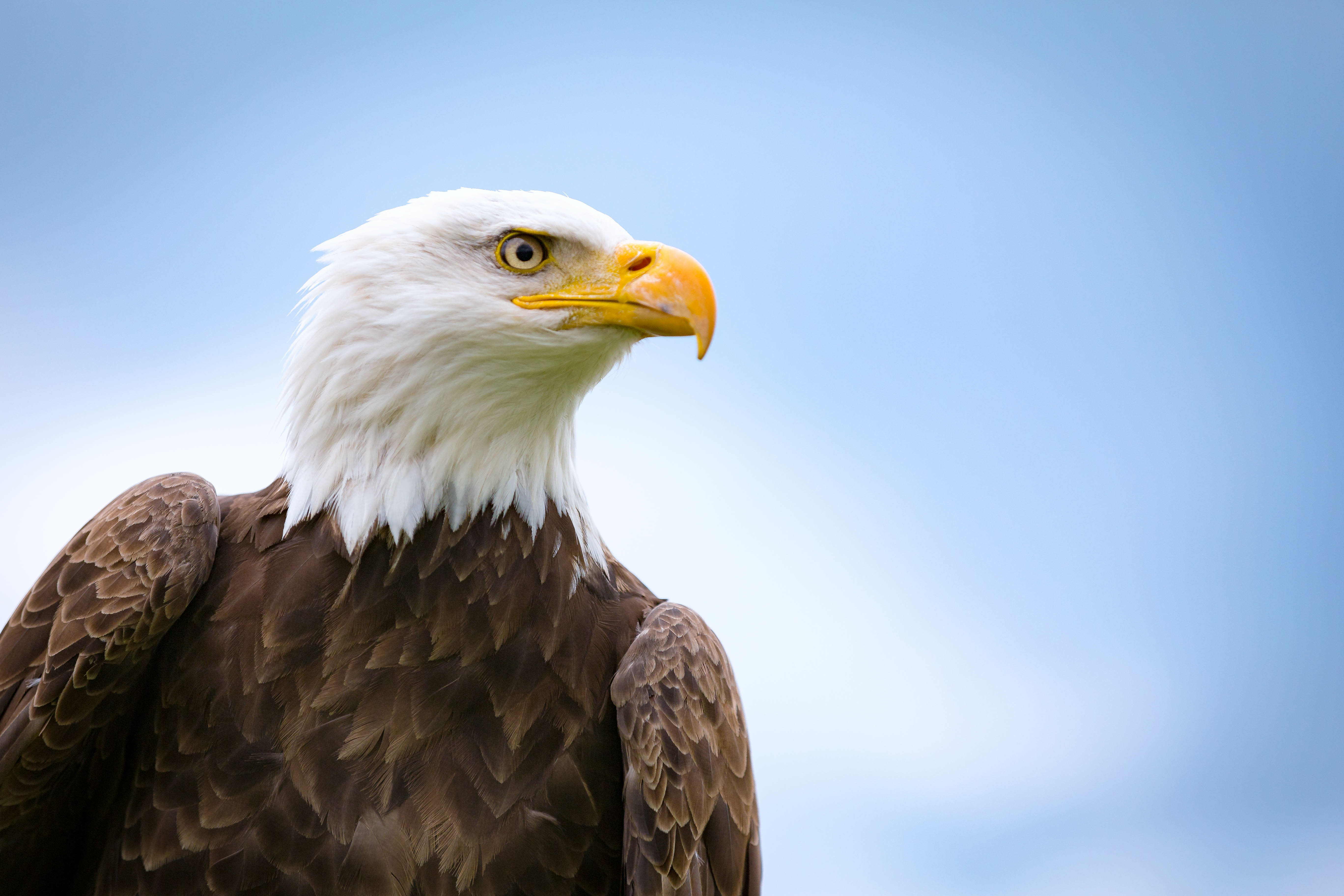 The Shocking Visual Ranges of Six Diverse Animals-1