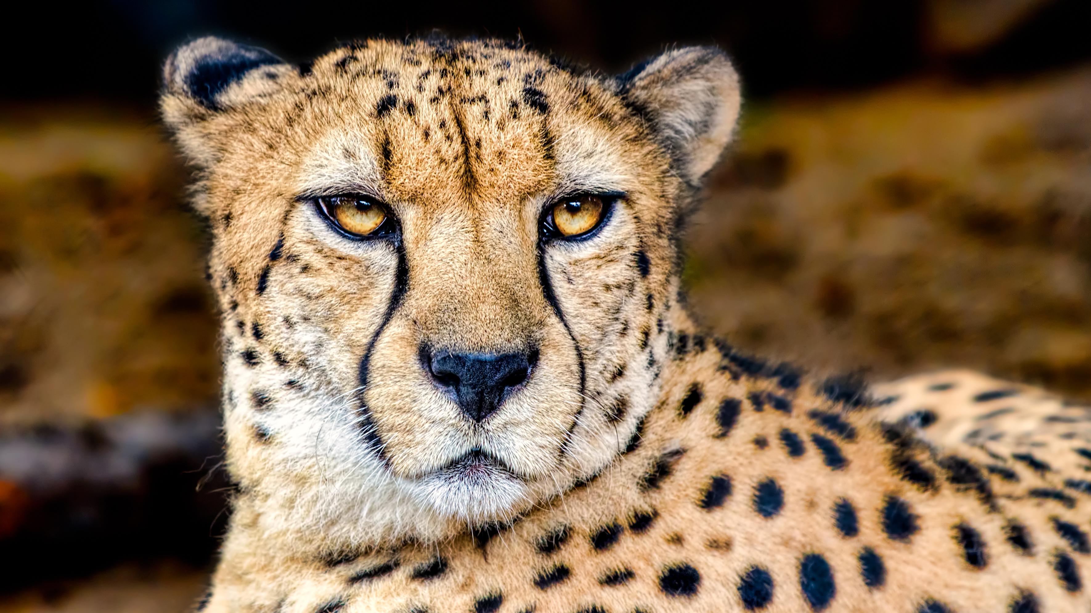 The Shocking Visual Ranges of Six Diverse Animals-2