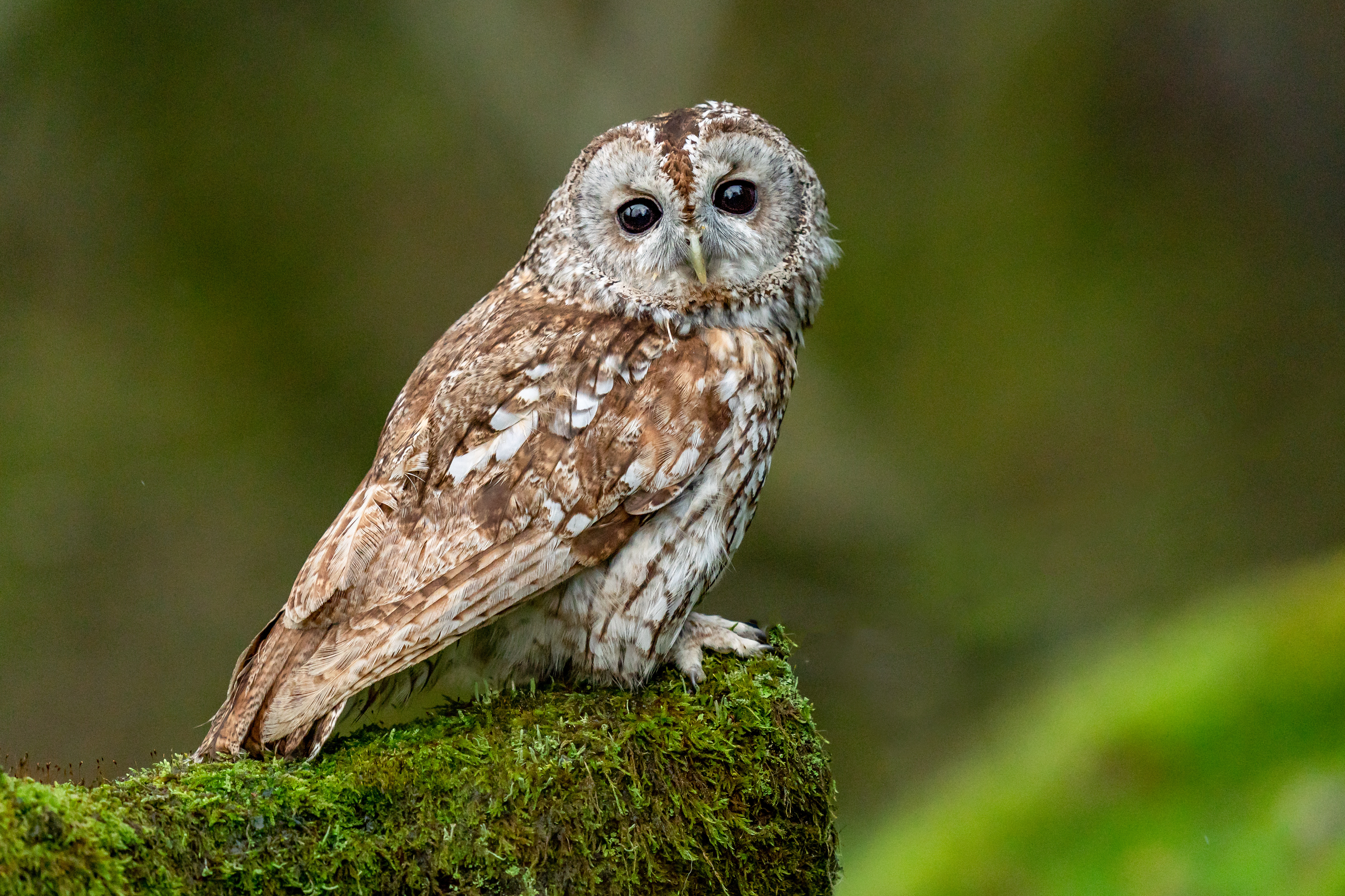 The Shocking Visual Ranges of Six Diverse Animals-3