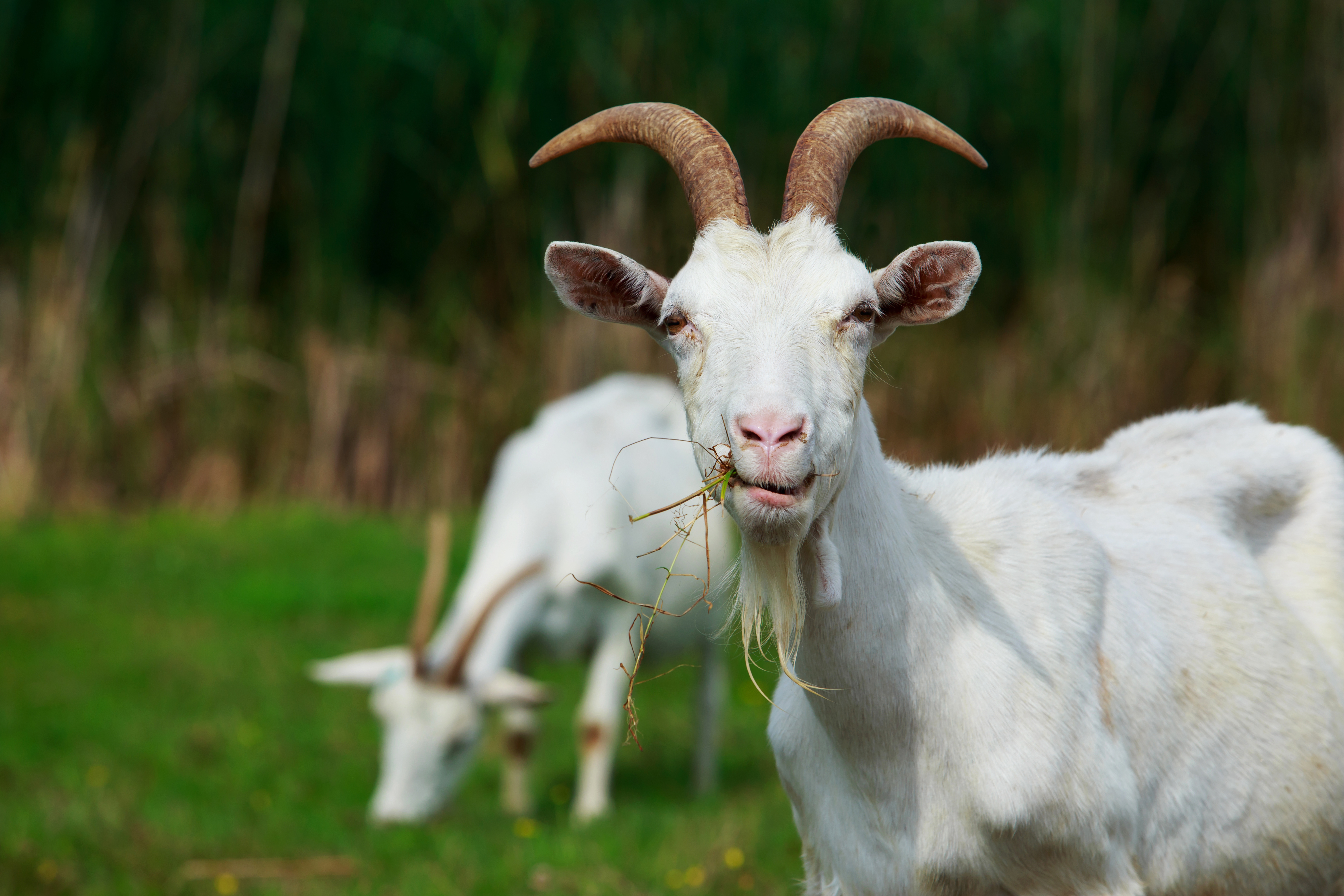 The Shocking Visual Ranges of Six Diverse Animals-4