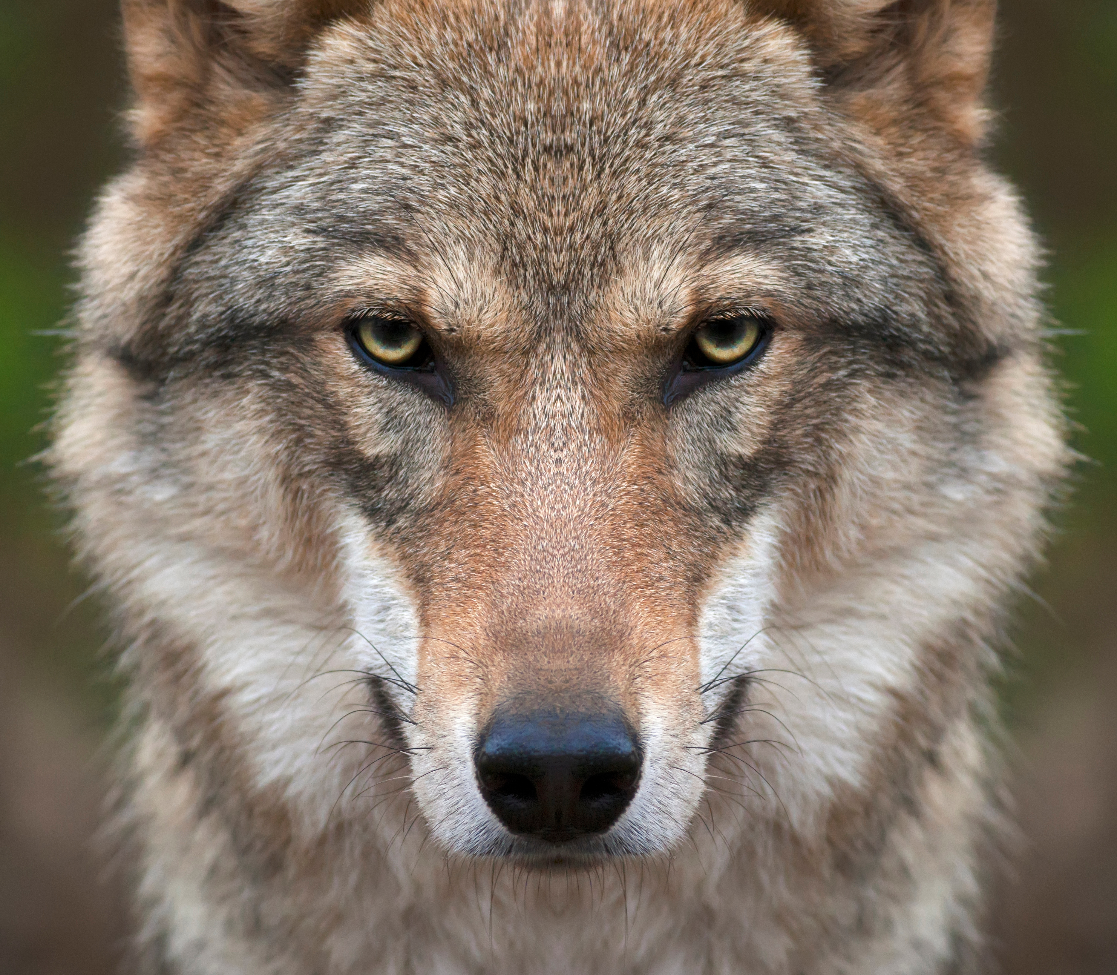 The Shocking Visual Ranges of Six Diverse Animals-6