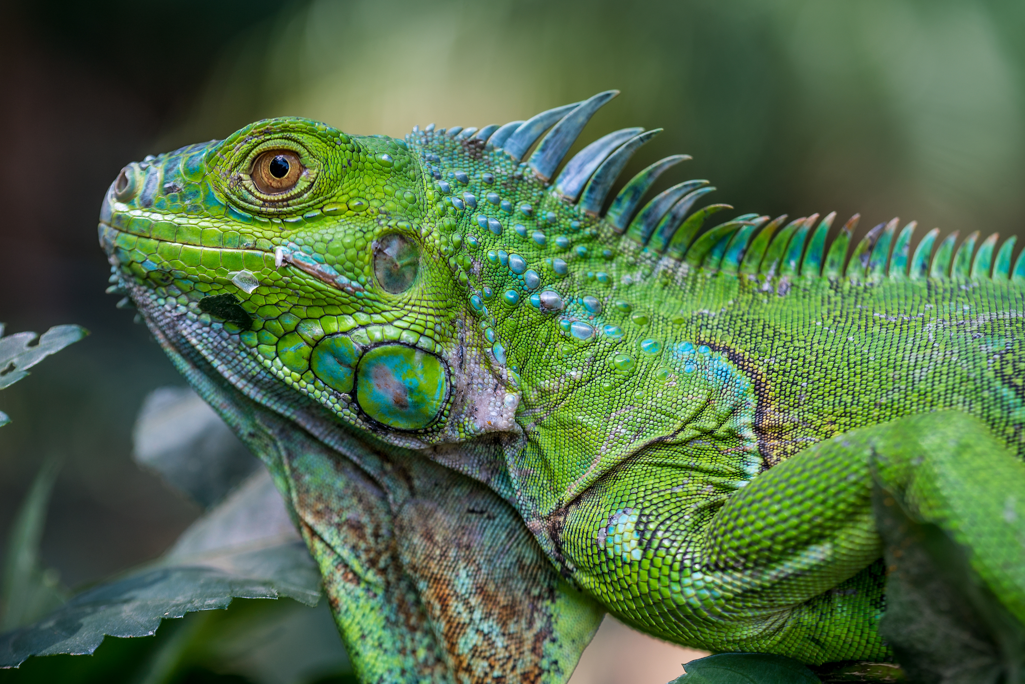 The Shocking Visual Ranges of Six Diverse Animals-5