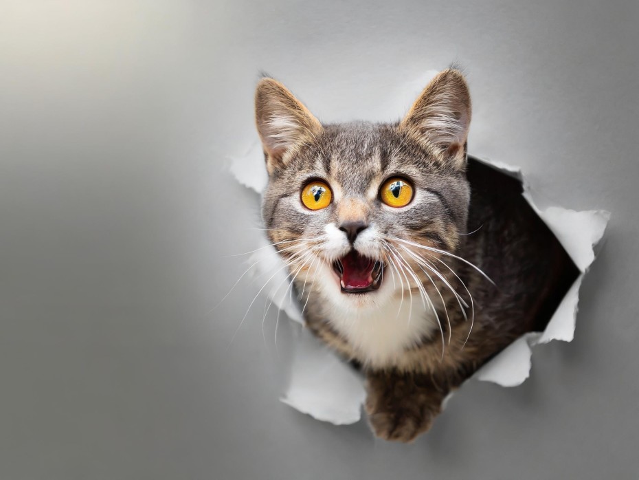 The Spy Cat That Failed the CIA-5
