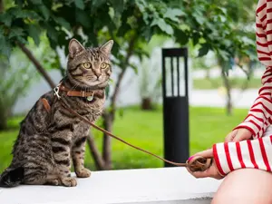 The Surprising Benefits of Walking Your Cat