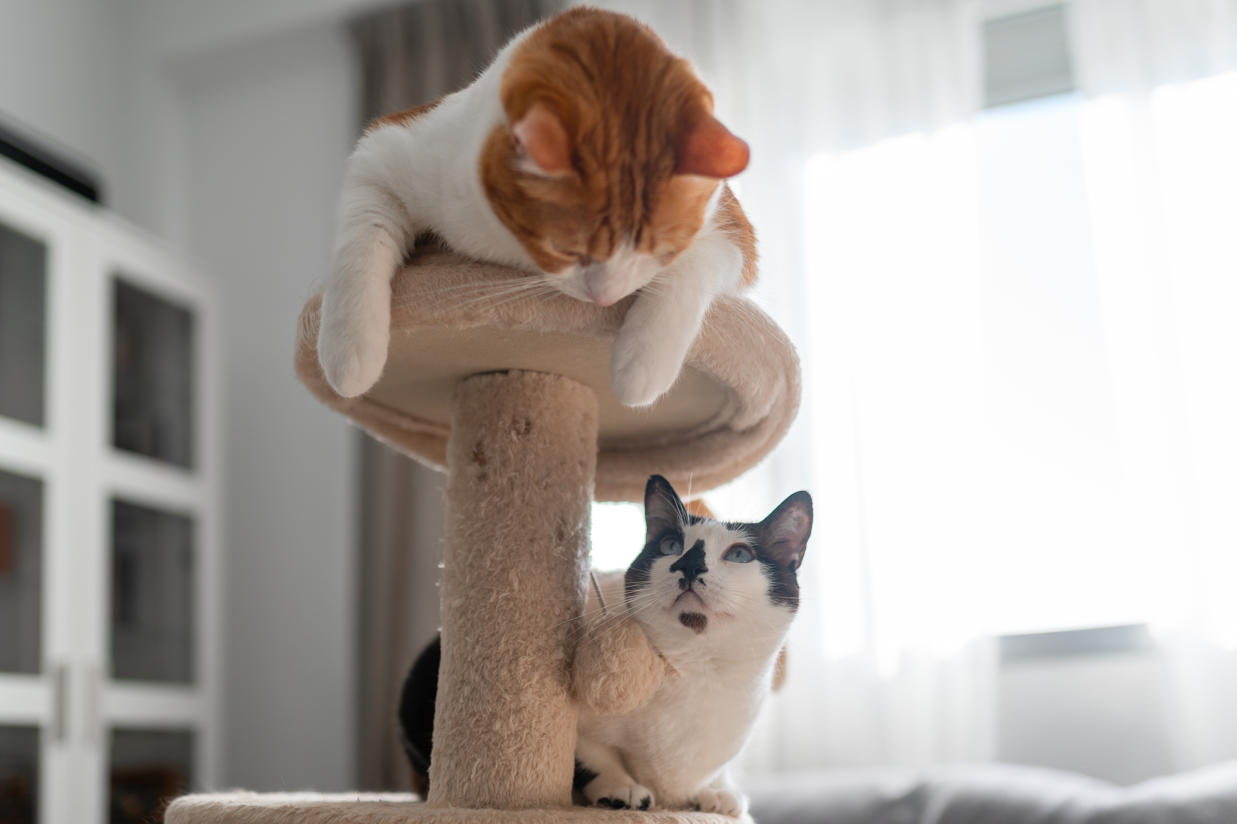 The Ultimate Guide to Entertaining Your Indoor Feline Friend-2