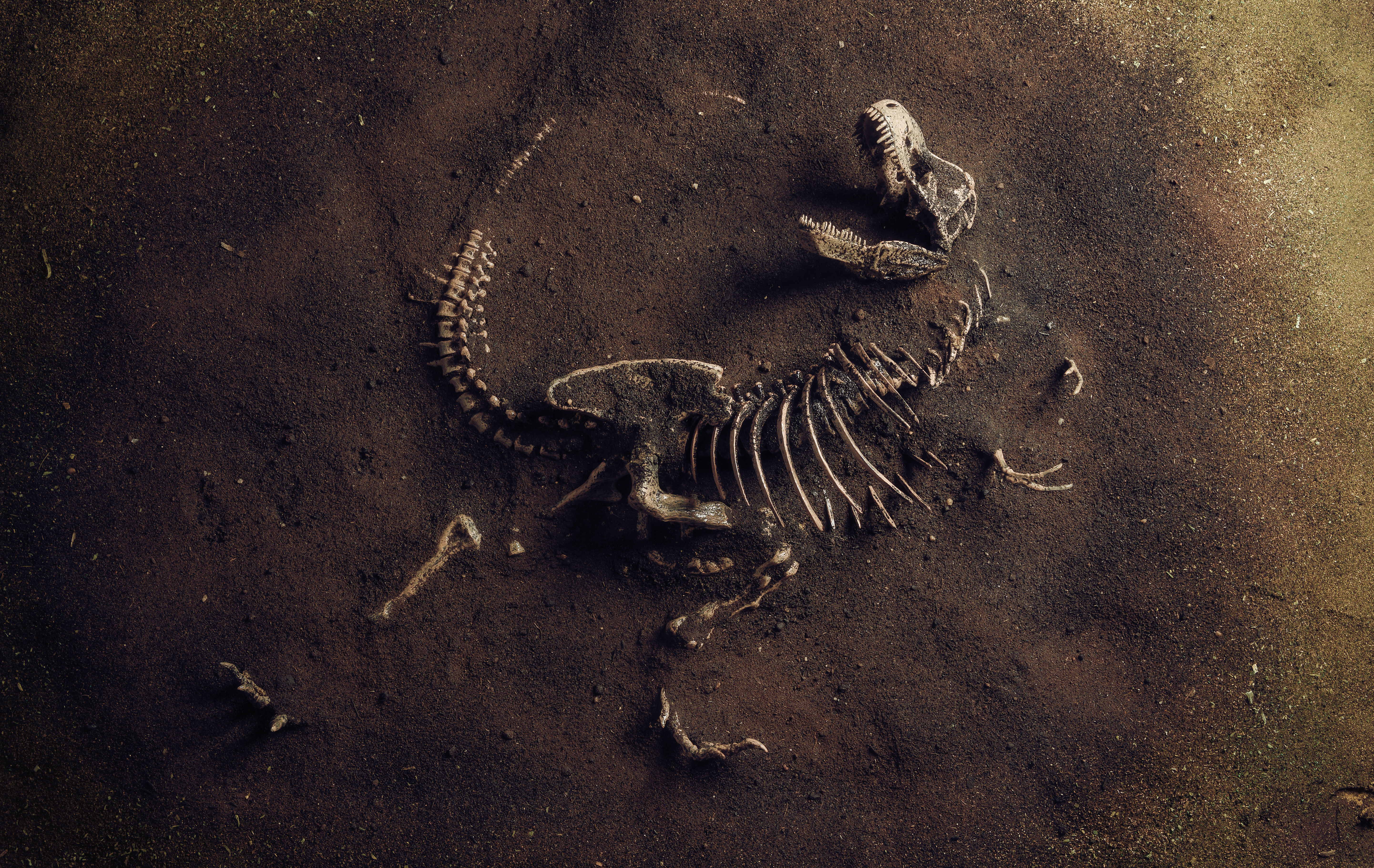 Where Have the Most Dinosaur Fossils Been Found?-5