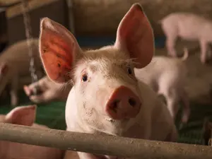 This Little Piggy Didn't Go to Market: He Was Stolen for Cash