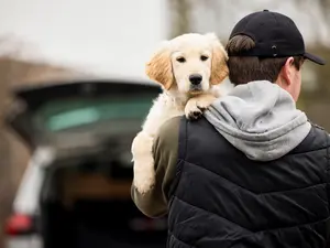 This New Law Could Save Your Dog