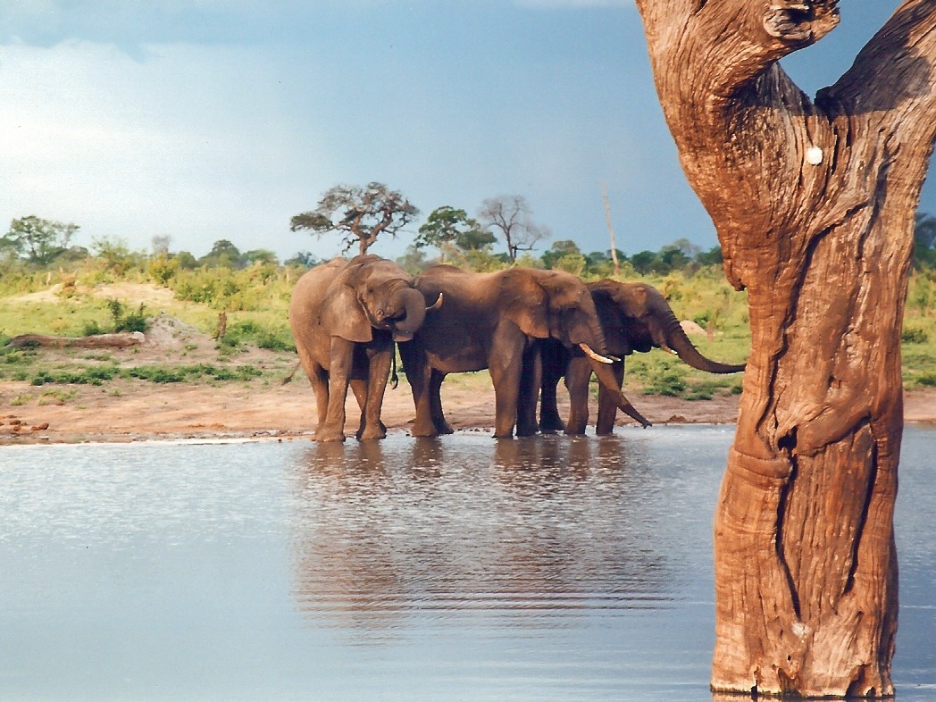 The Killing of Cecil the Lion-1