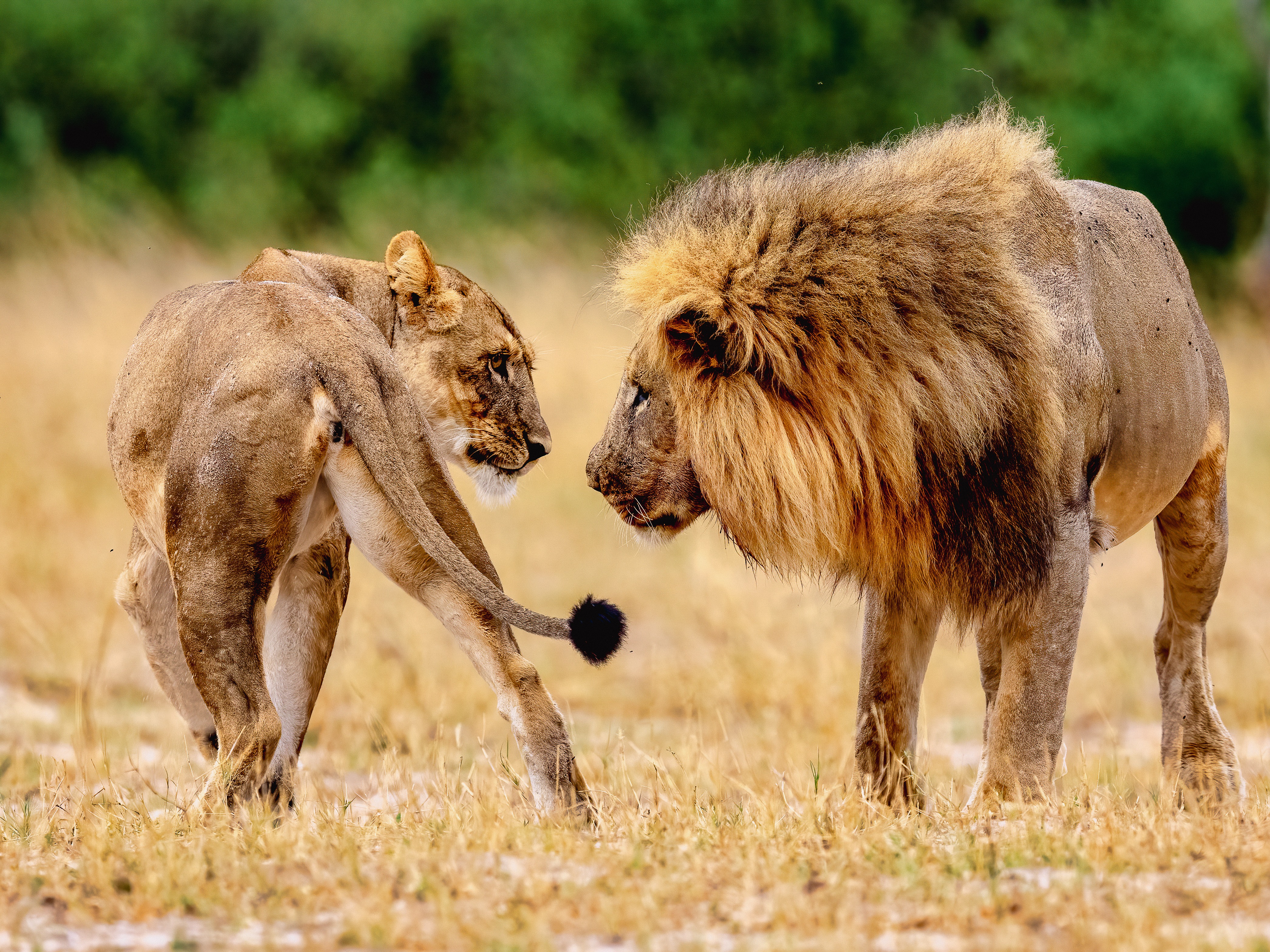 The Killing of Cecil the Lion-3