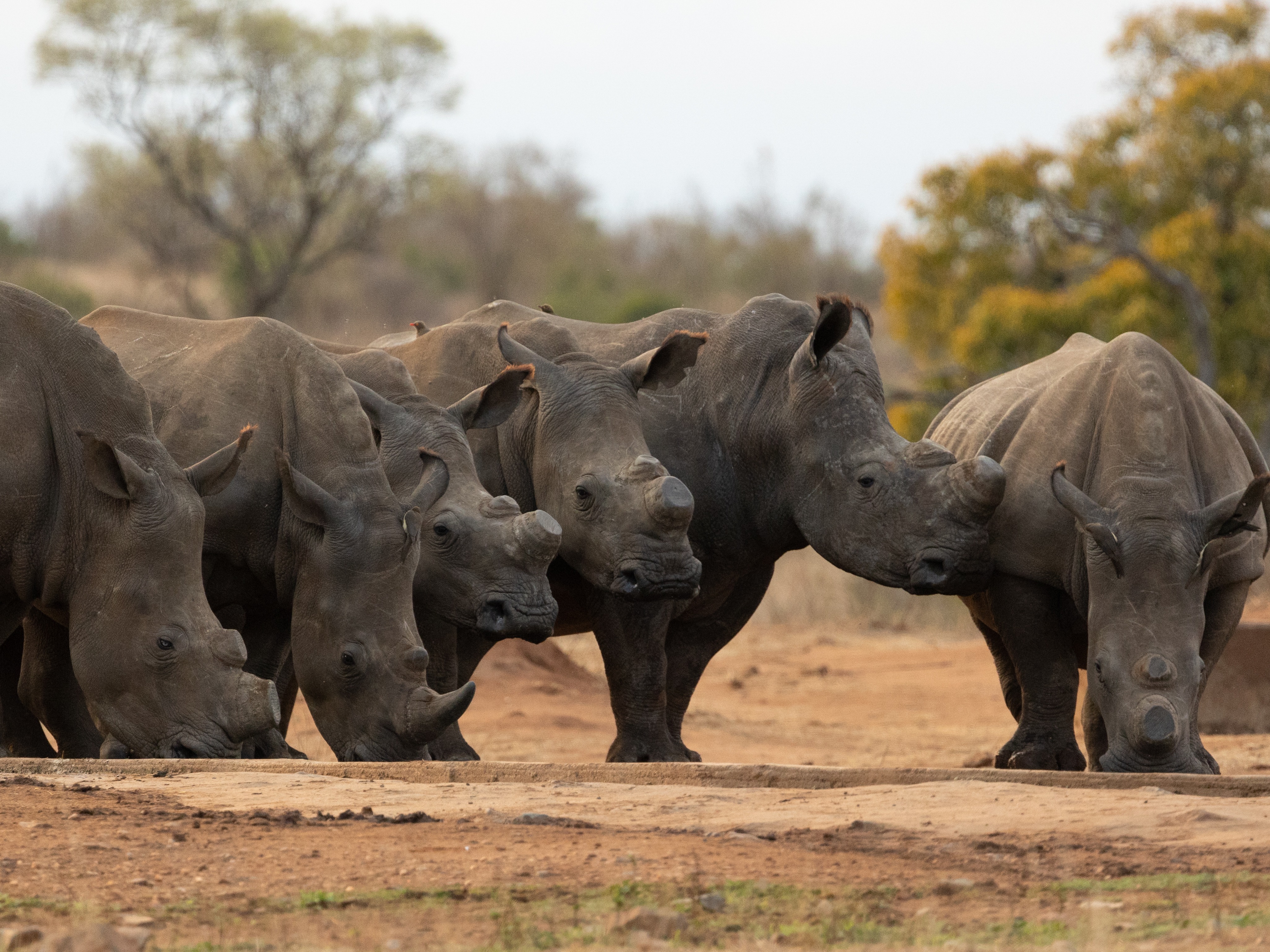 The Killing of Cecil the Lion-5