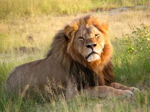 Trophy Hunter Pays Price for Killing Beloved Cecil the Lion